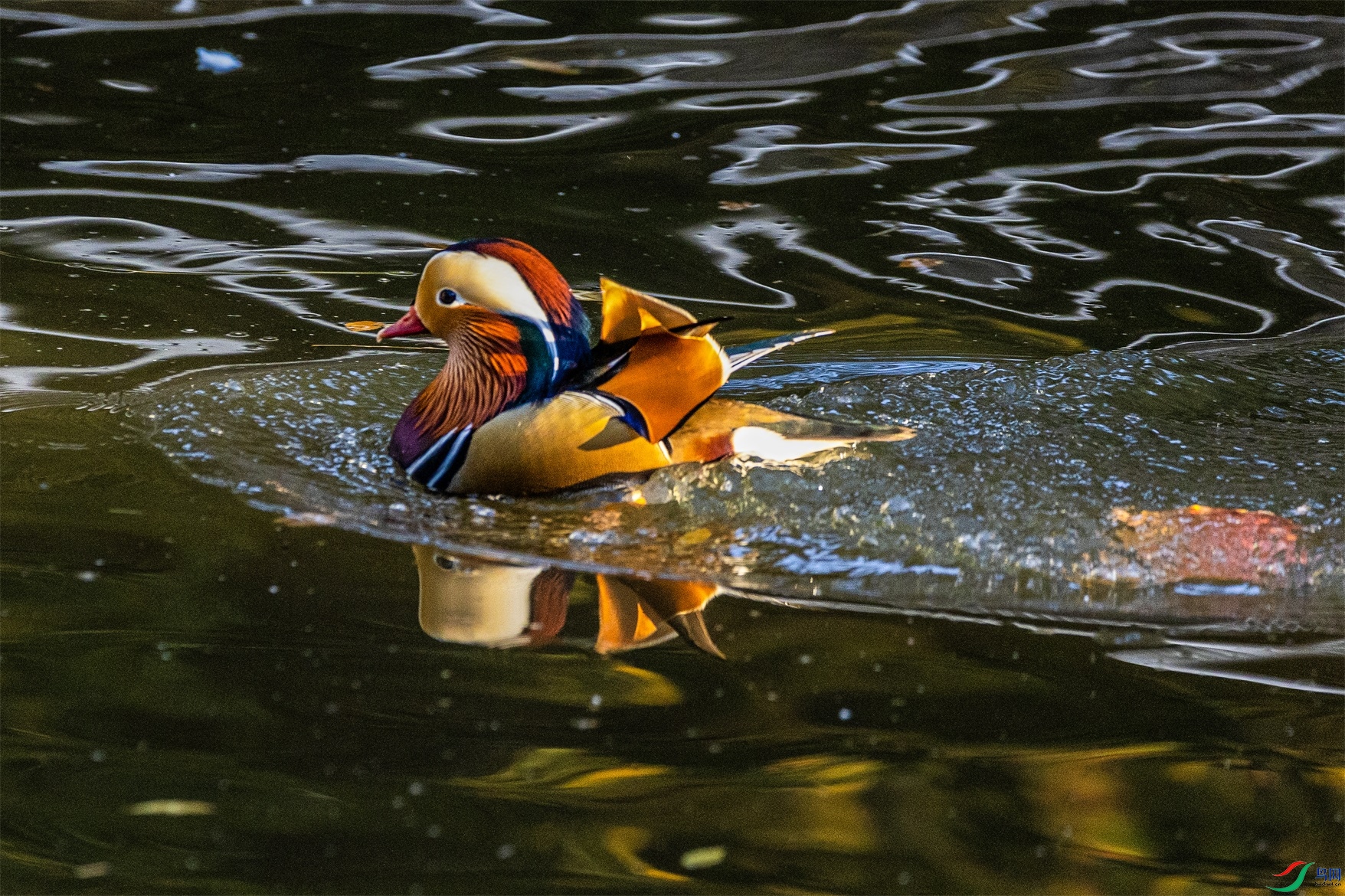 1K3A5089 ����1.jpg