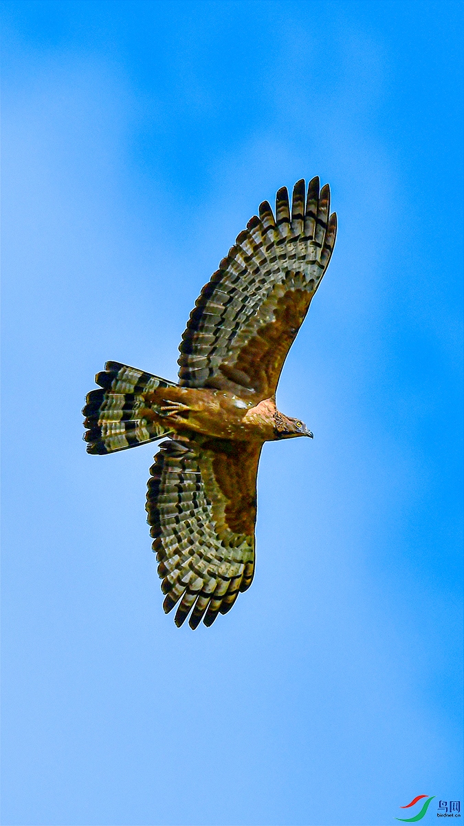 ��ͷ��ӥ2 - ����.jpg