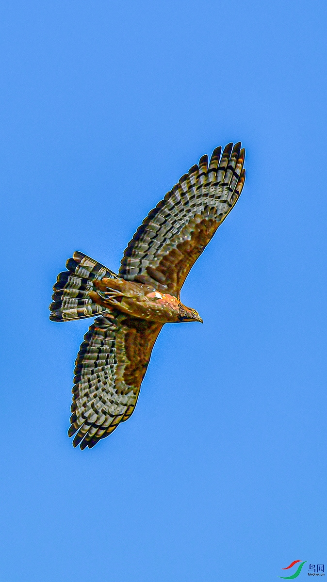 ��ͷ��ӥ1 - ����.jpg