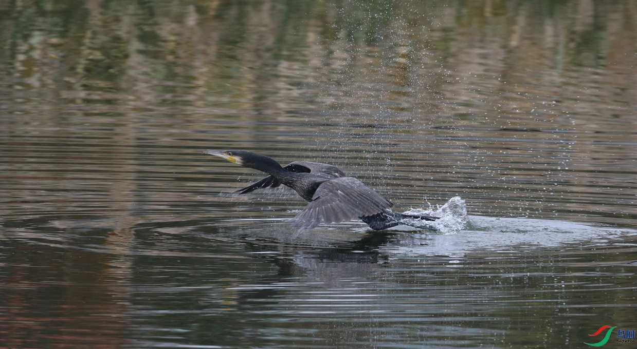 DSC20241111163.jpg