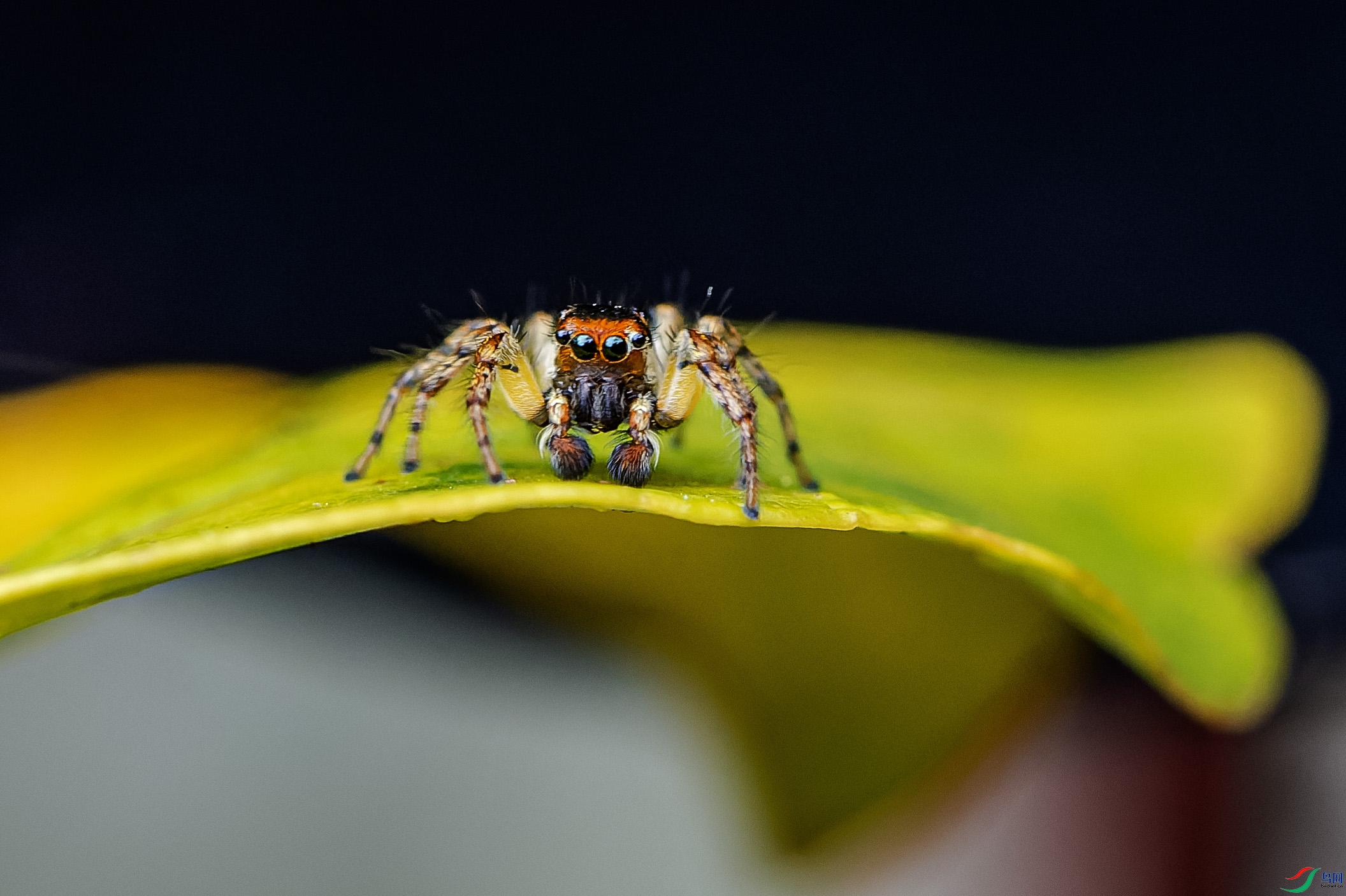 DSC_4763-NEF_DxO_DeepPRIME ����.jpg