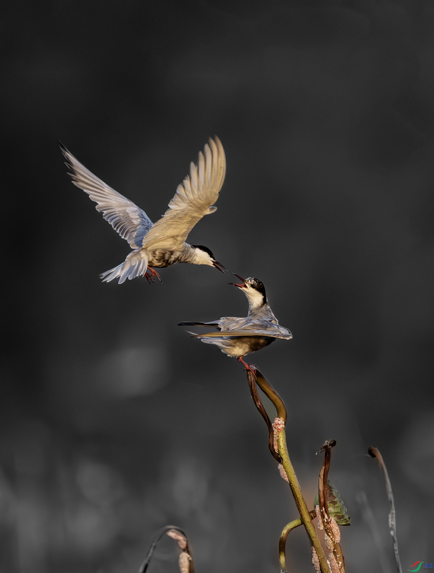 �븡Ÿ�Ŀ��жԾ�