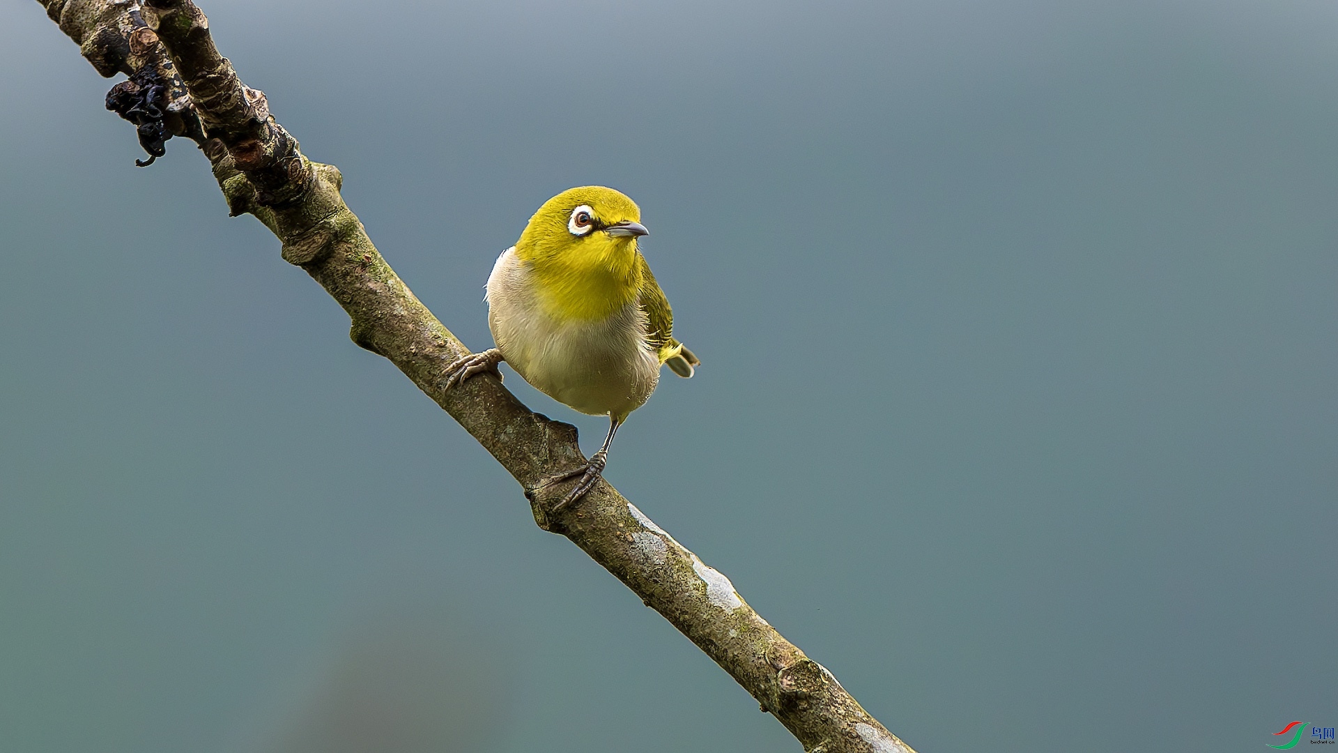 1_XXL2848-����ǿ-NR ����.jpeg