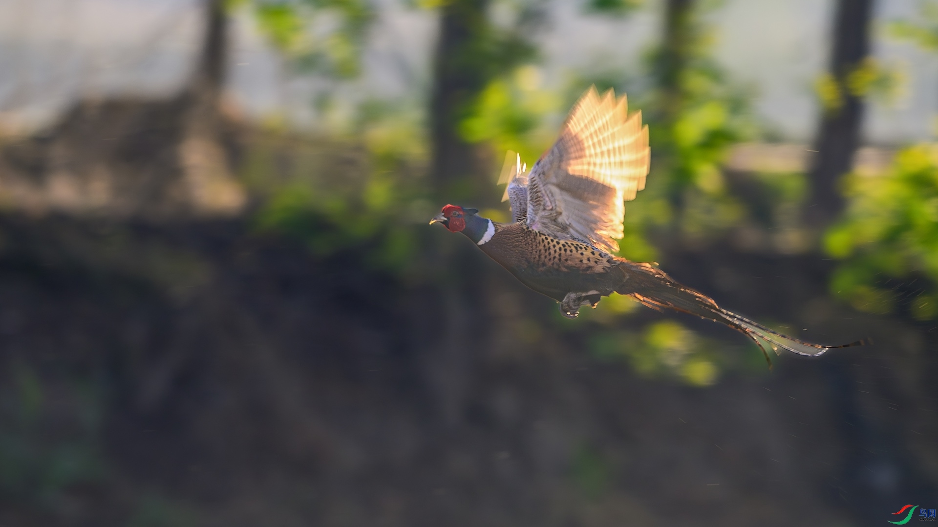 1_XXL5027-����ǿ-NR ���� 2.jpeg