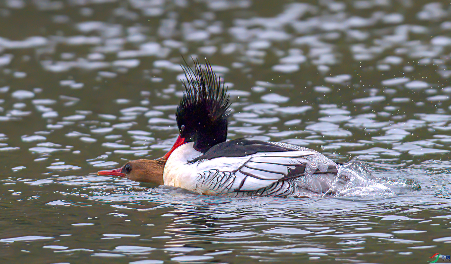 AS7I0598-Sh---1 .jpg