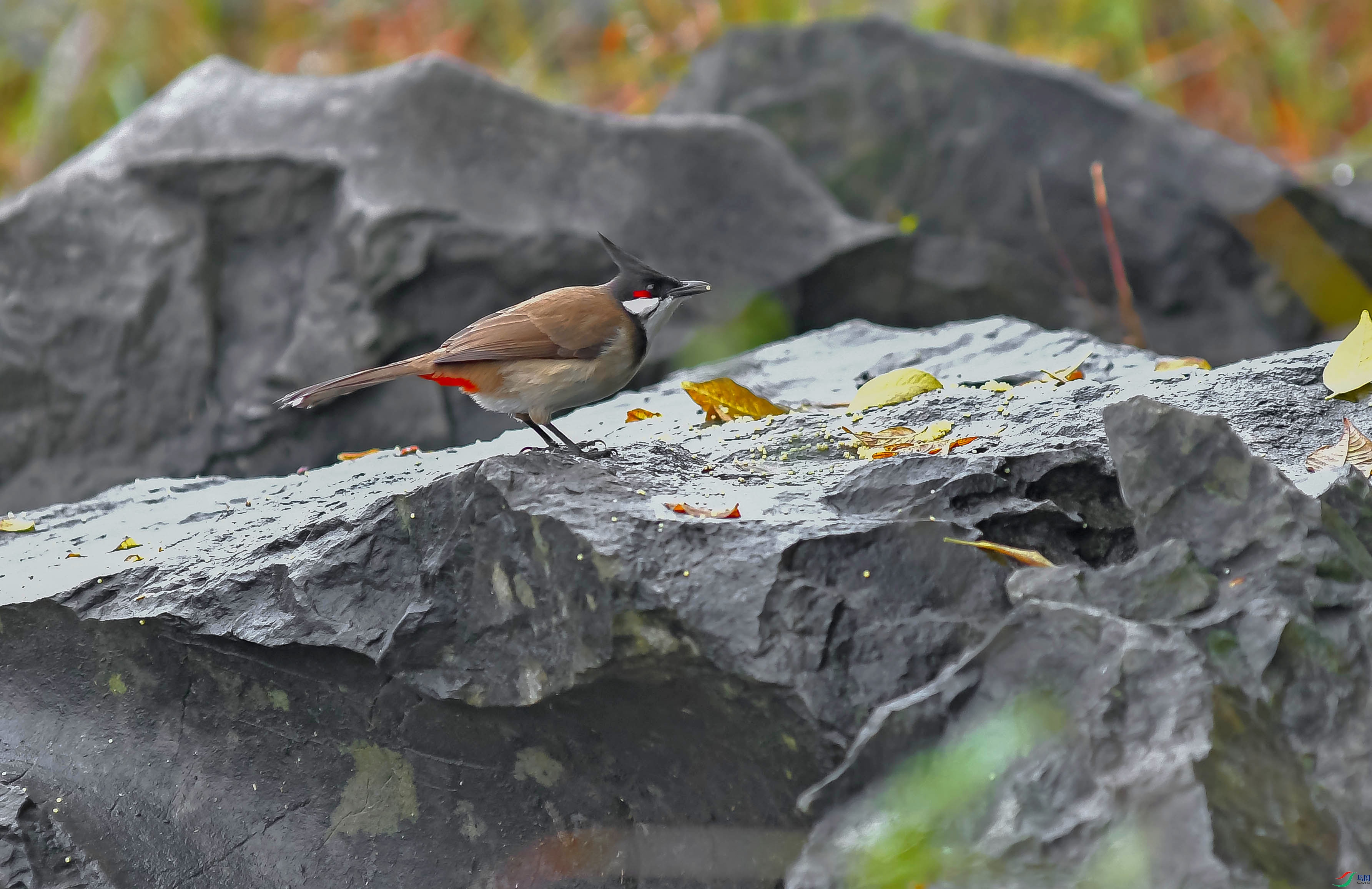 DSC_3171.JPG