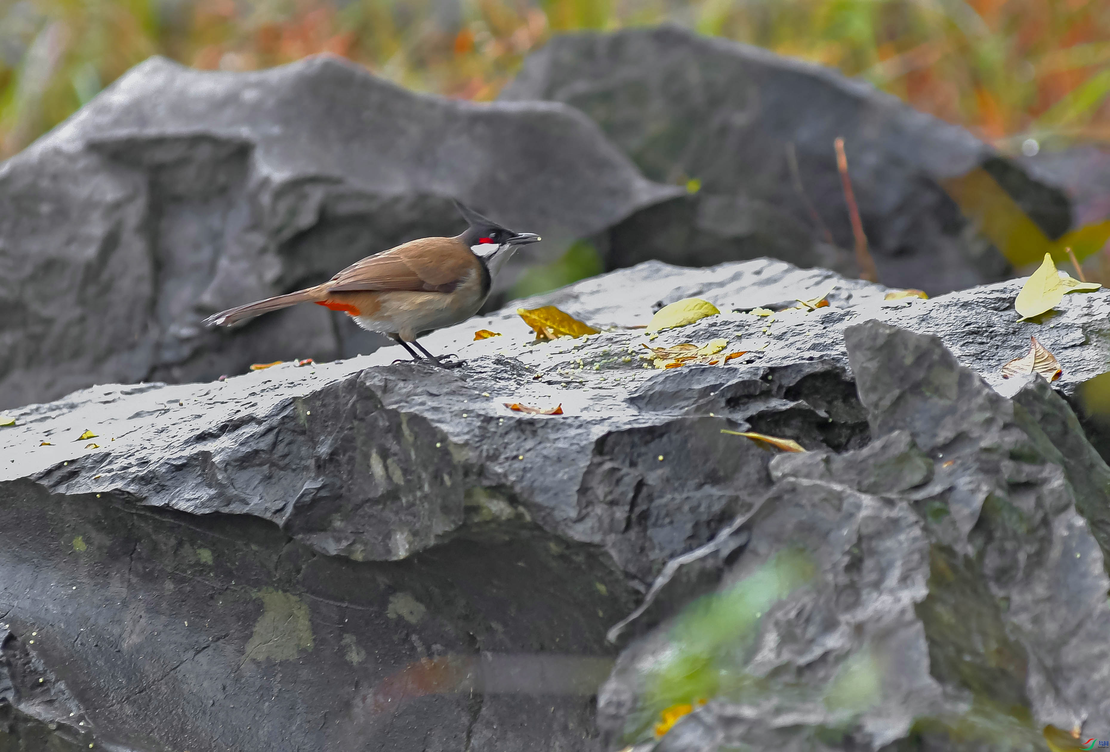 DSC_3170.JPG