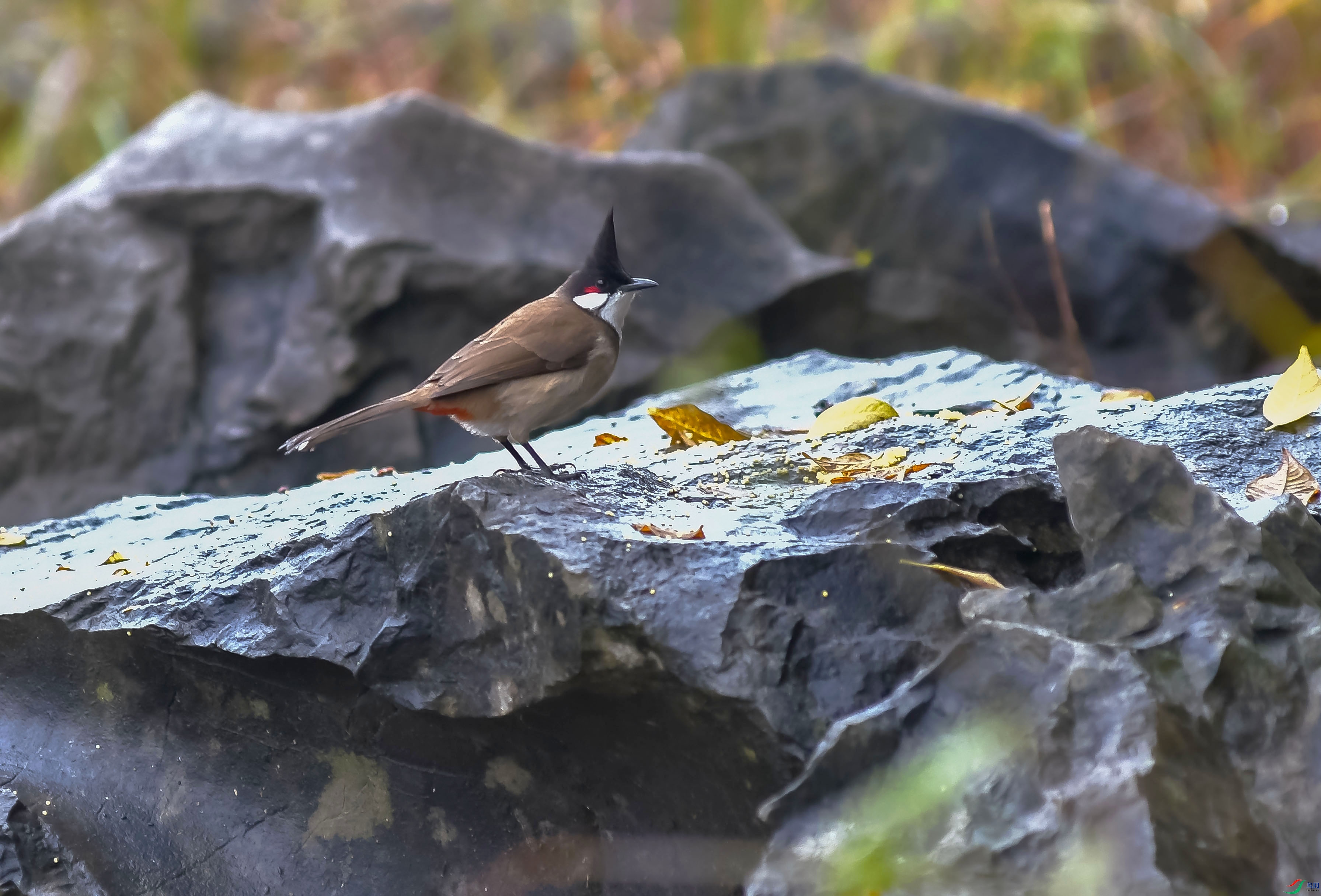 DSC_3167.jpg