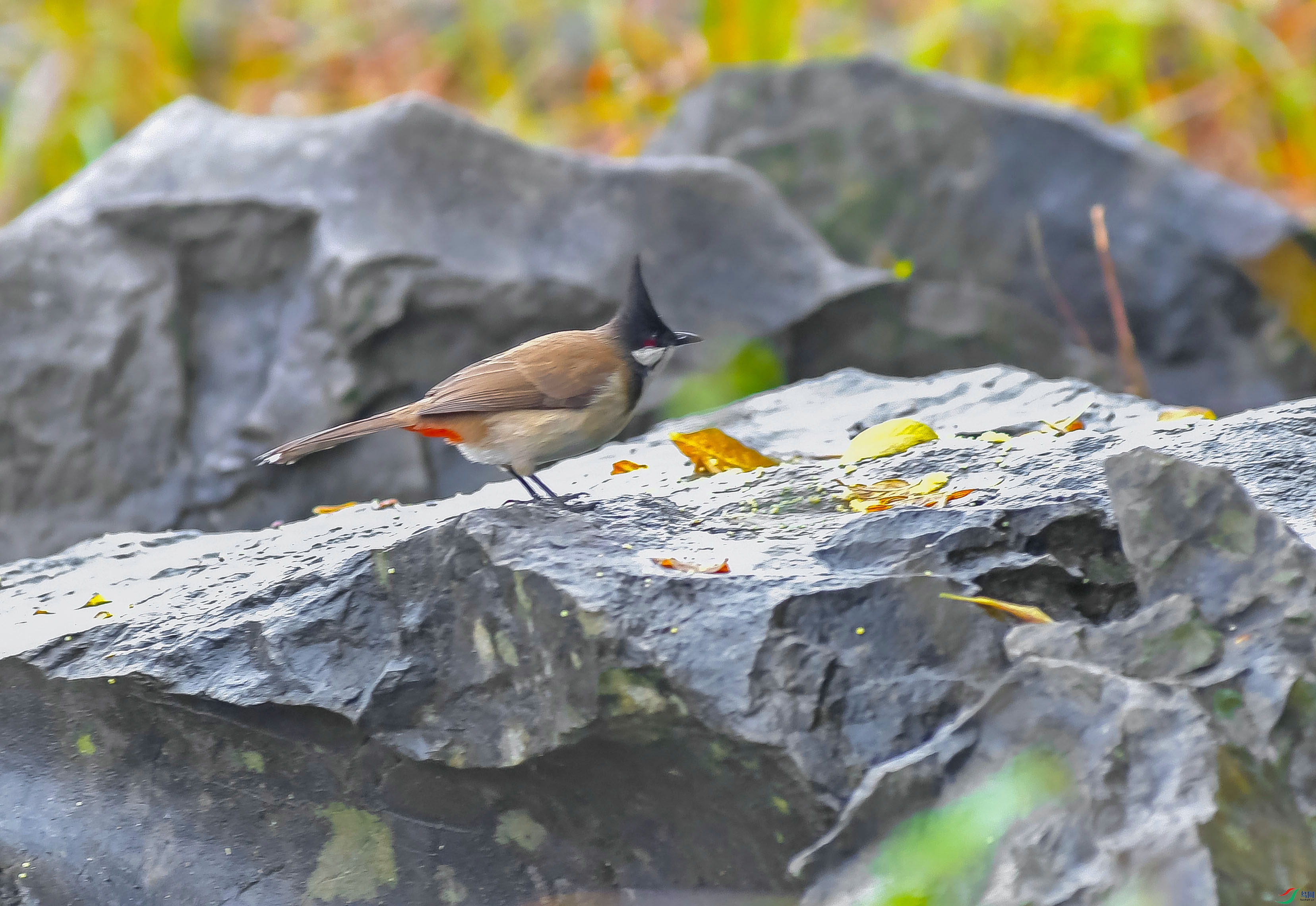 DSC_3177.JPG