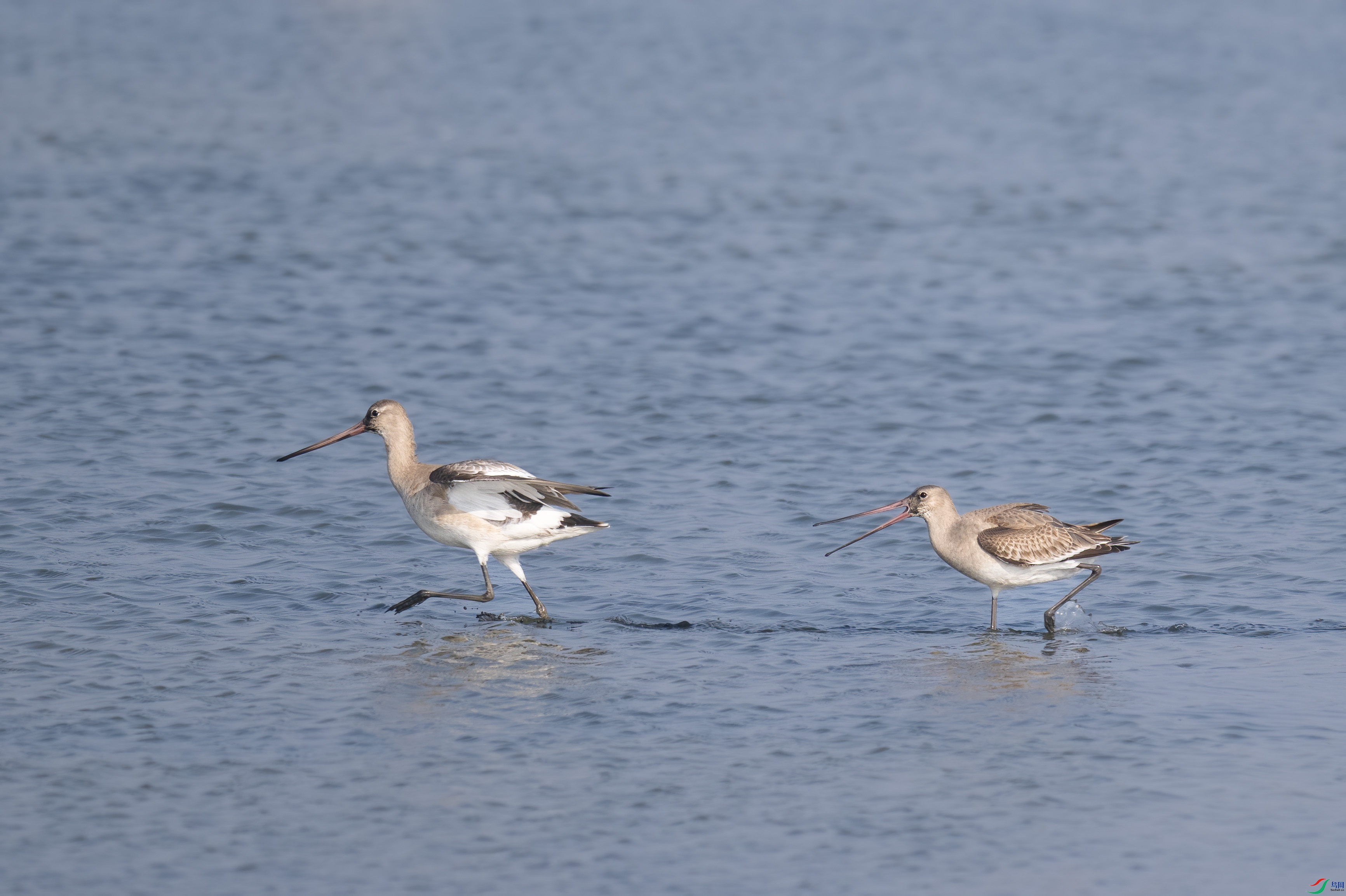 DSC_6289sen2024-11-3-10-�༭.jpg