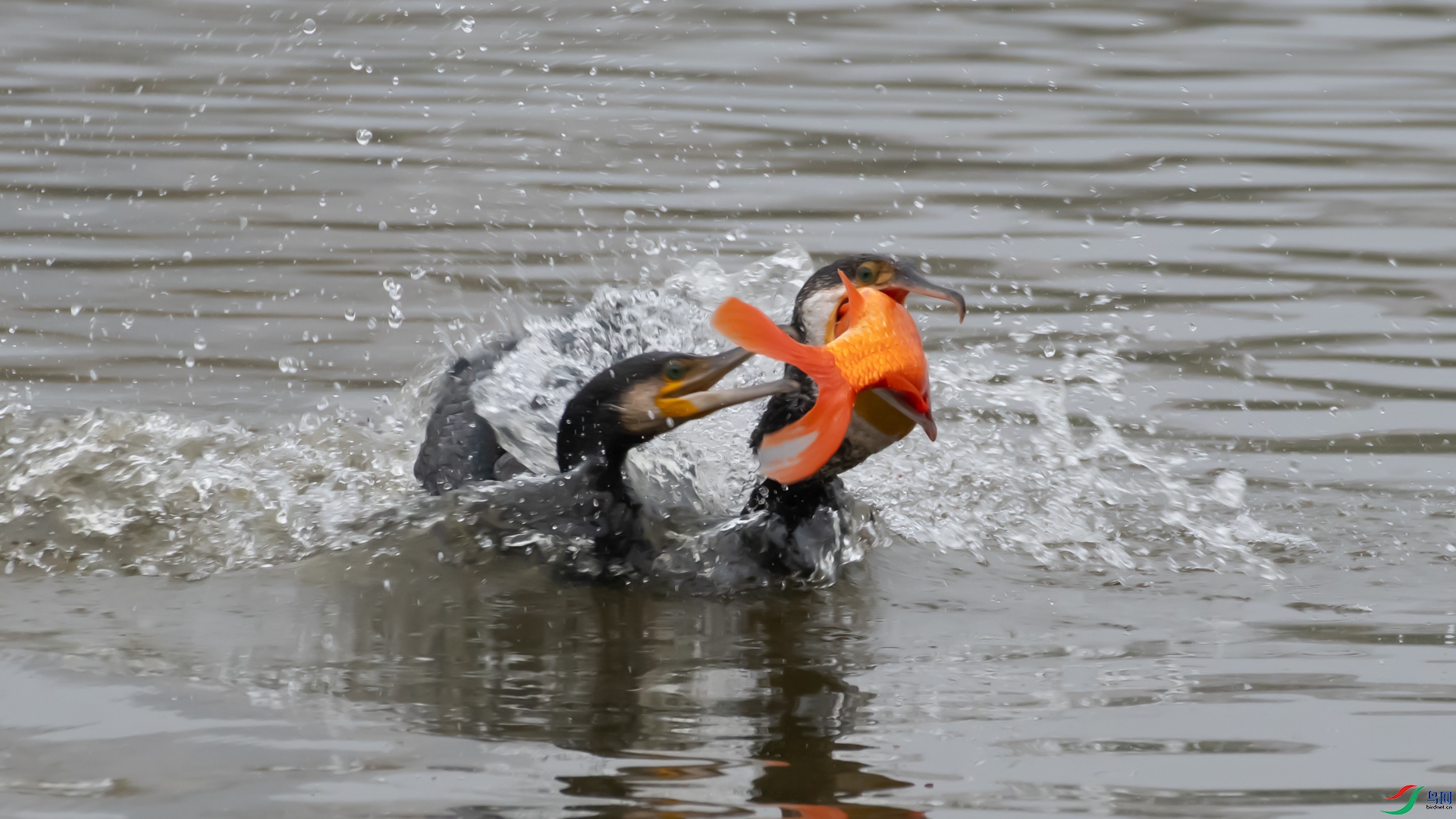 _DSC0442.jpg