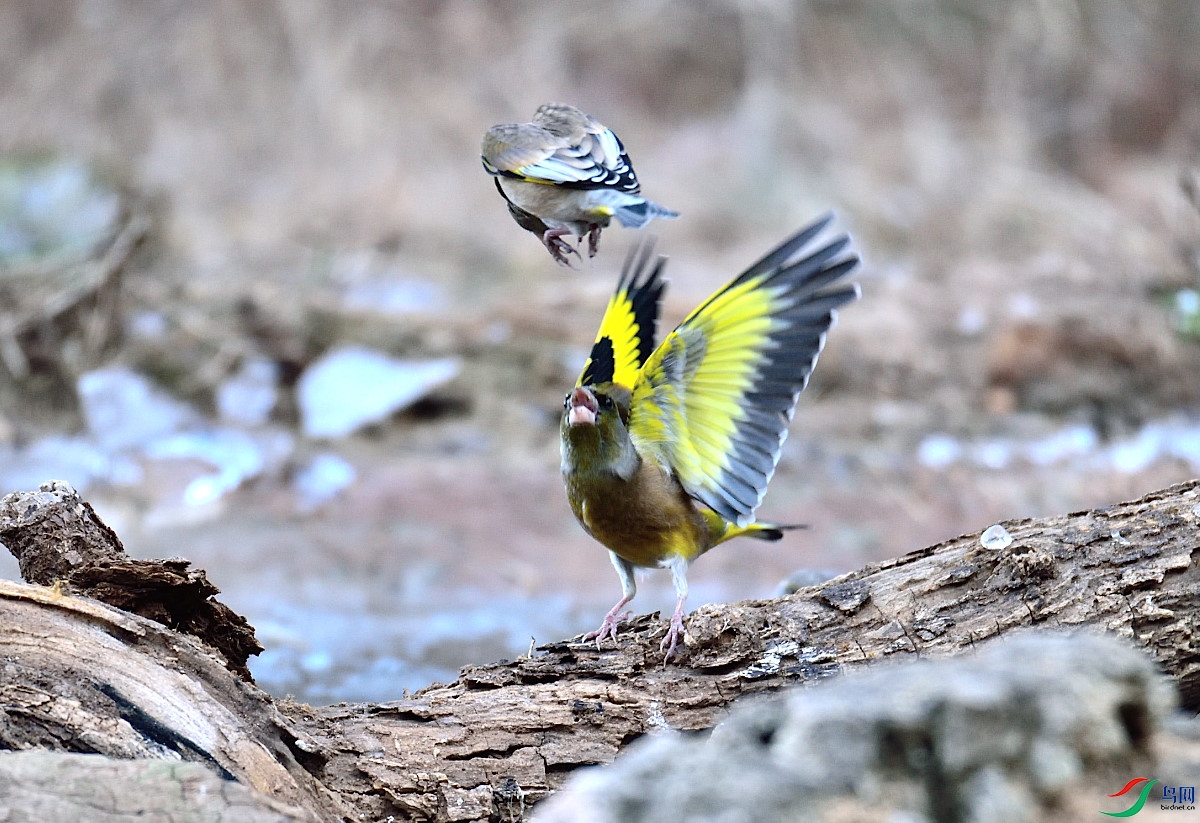 DSC_6546.JPG
