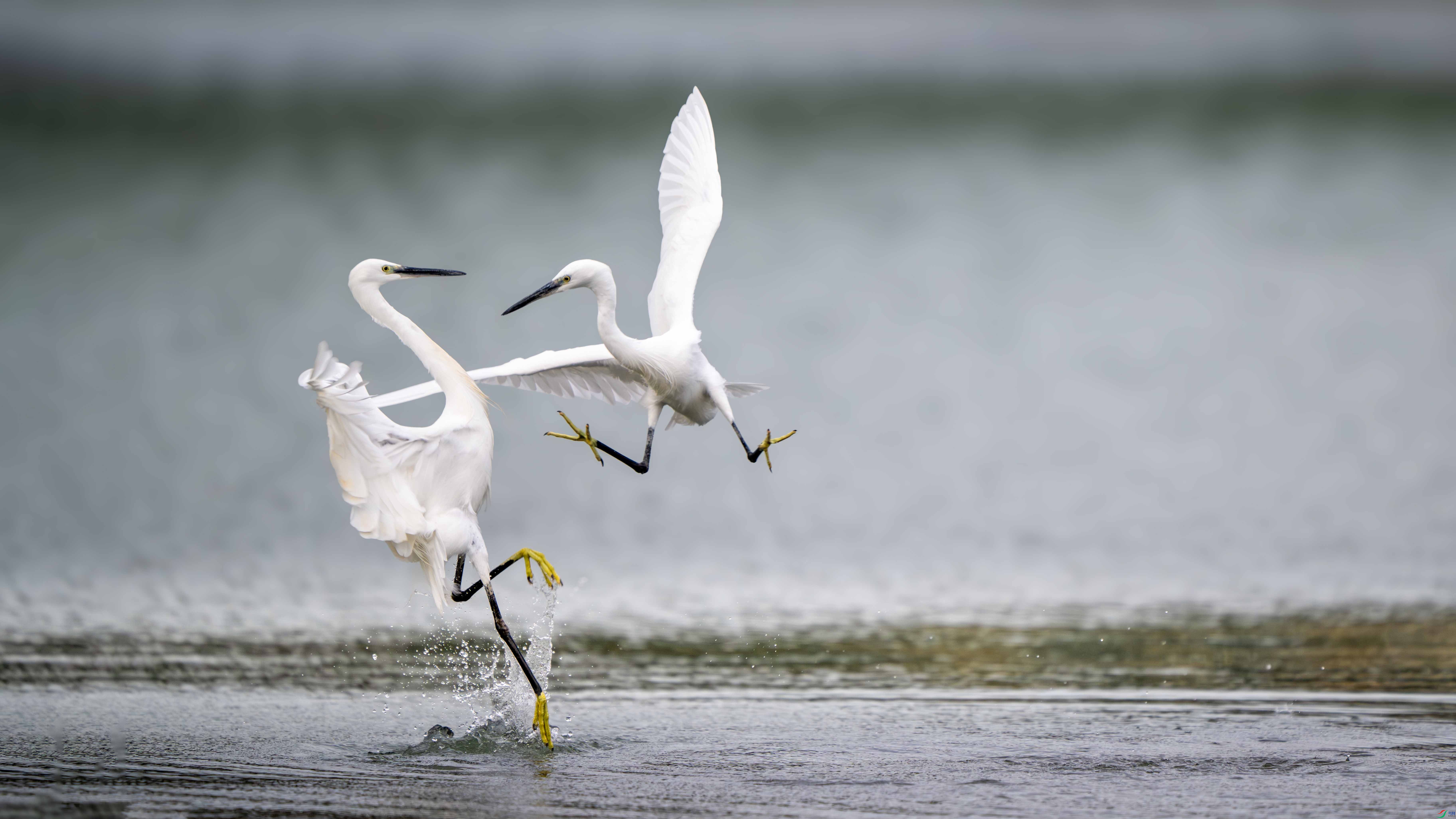 _DSC1825-����ǿ-NR ���� 2.jpg