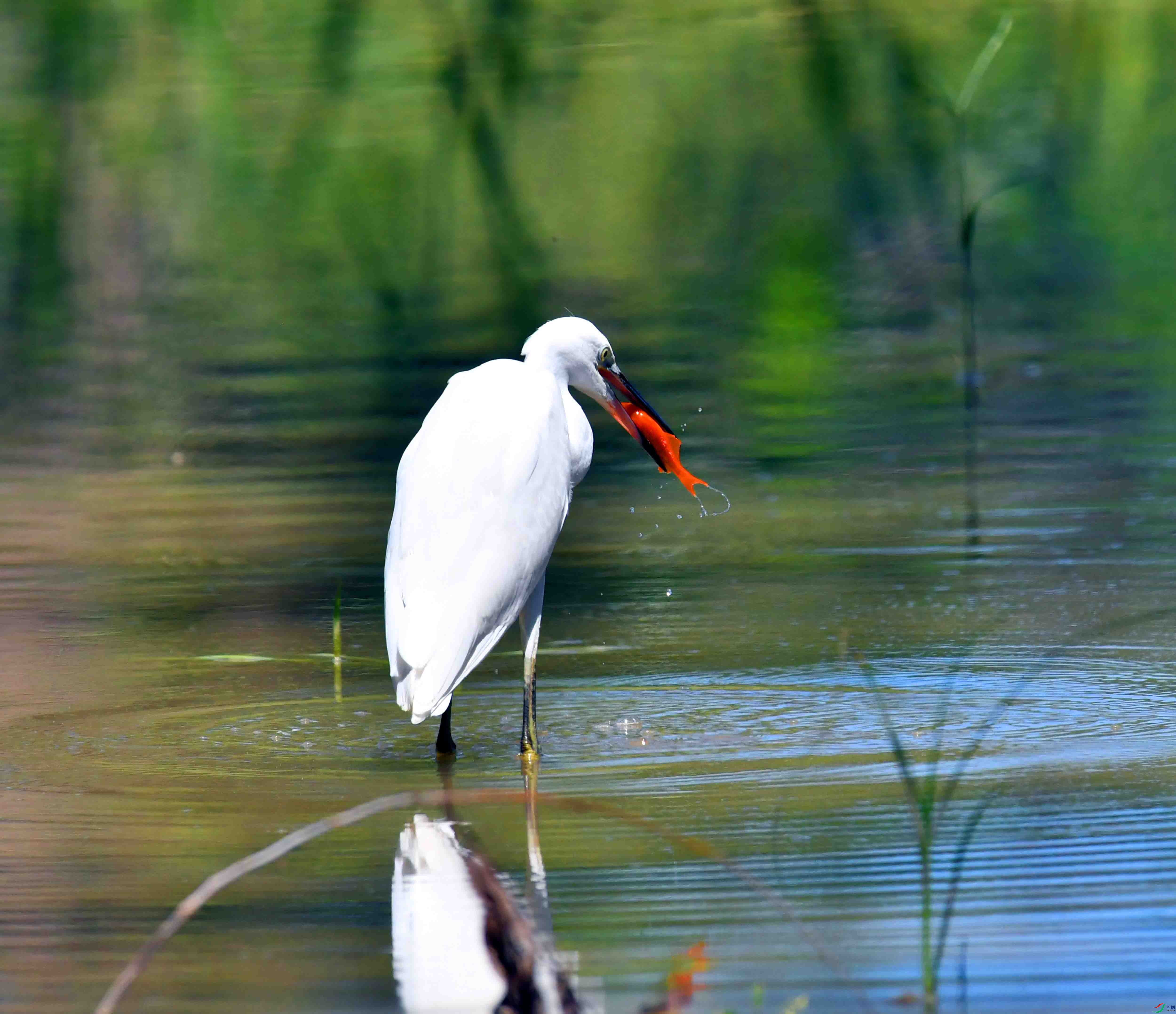 DSC_9177.JPG