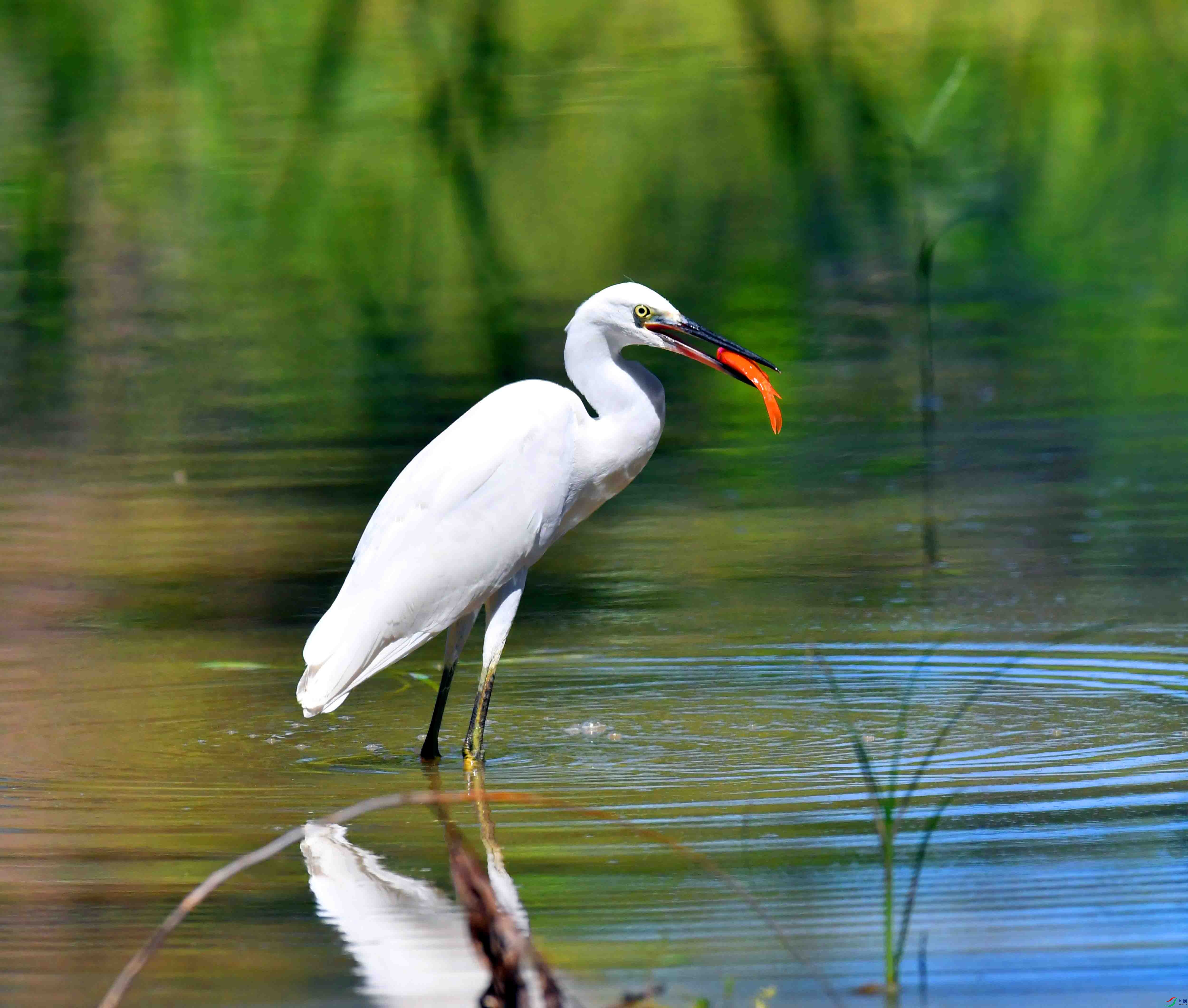 DSC_9183.JPG