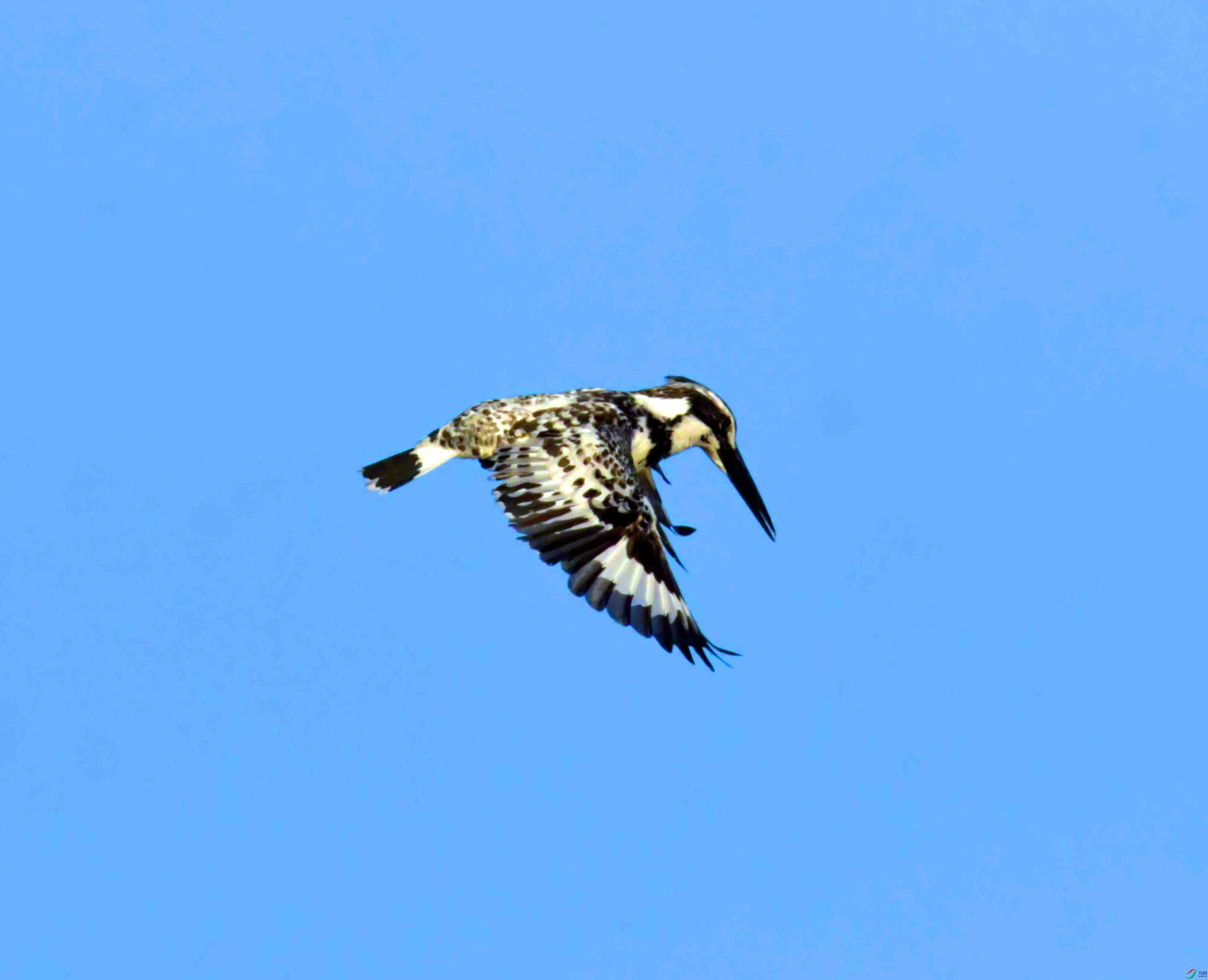 DSC_3928.JPG