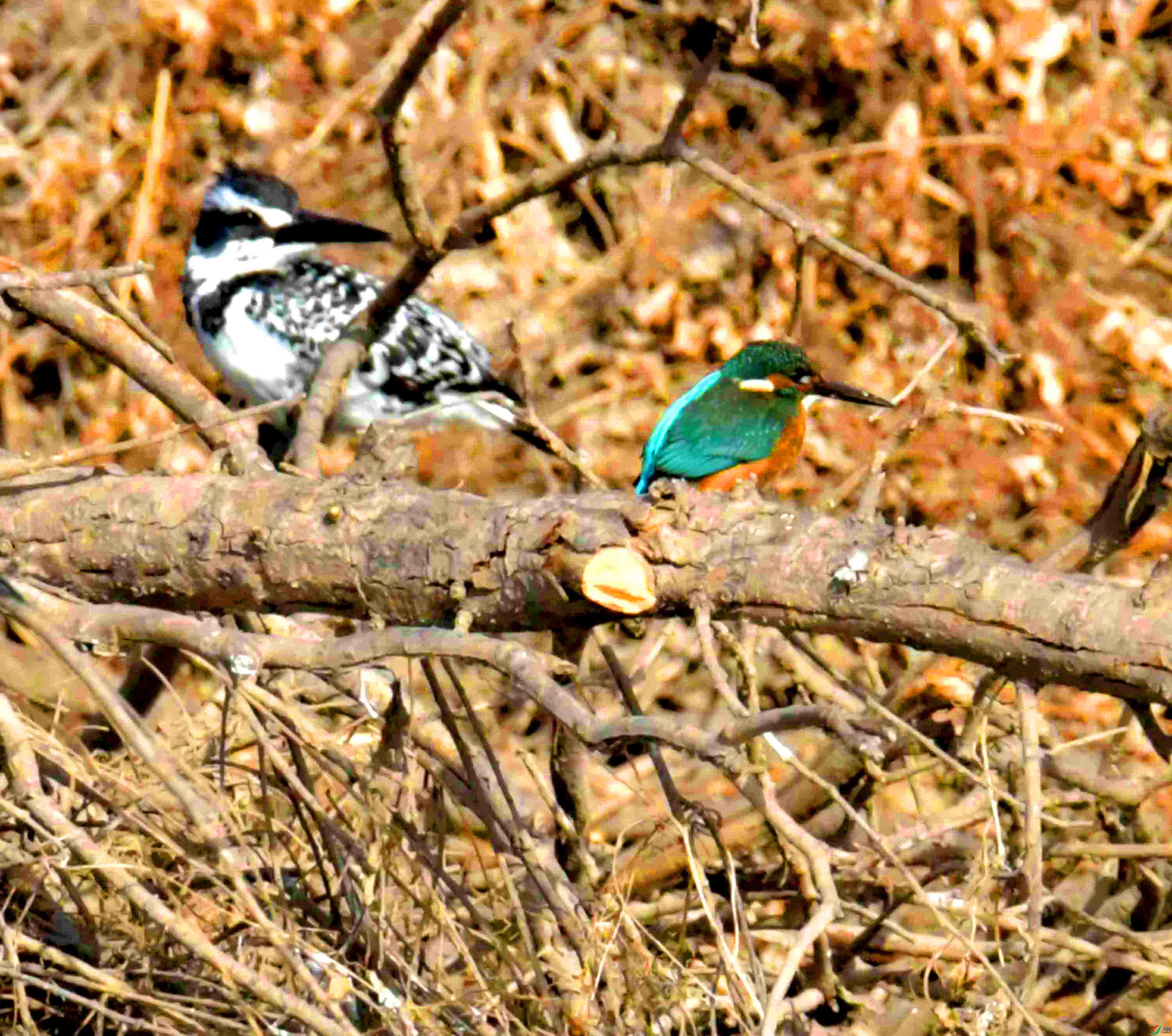 DSC_3992.jpg