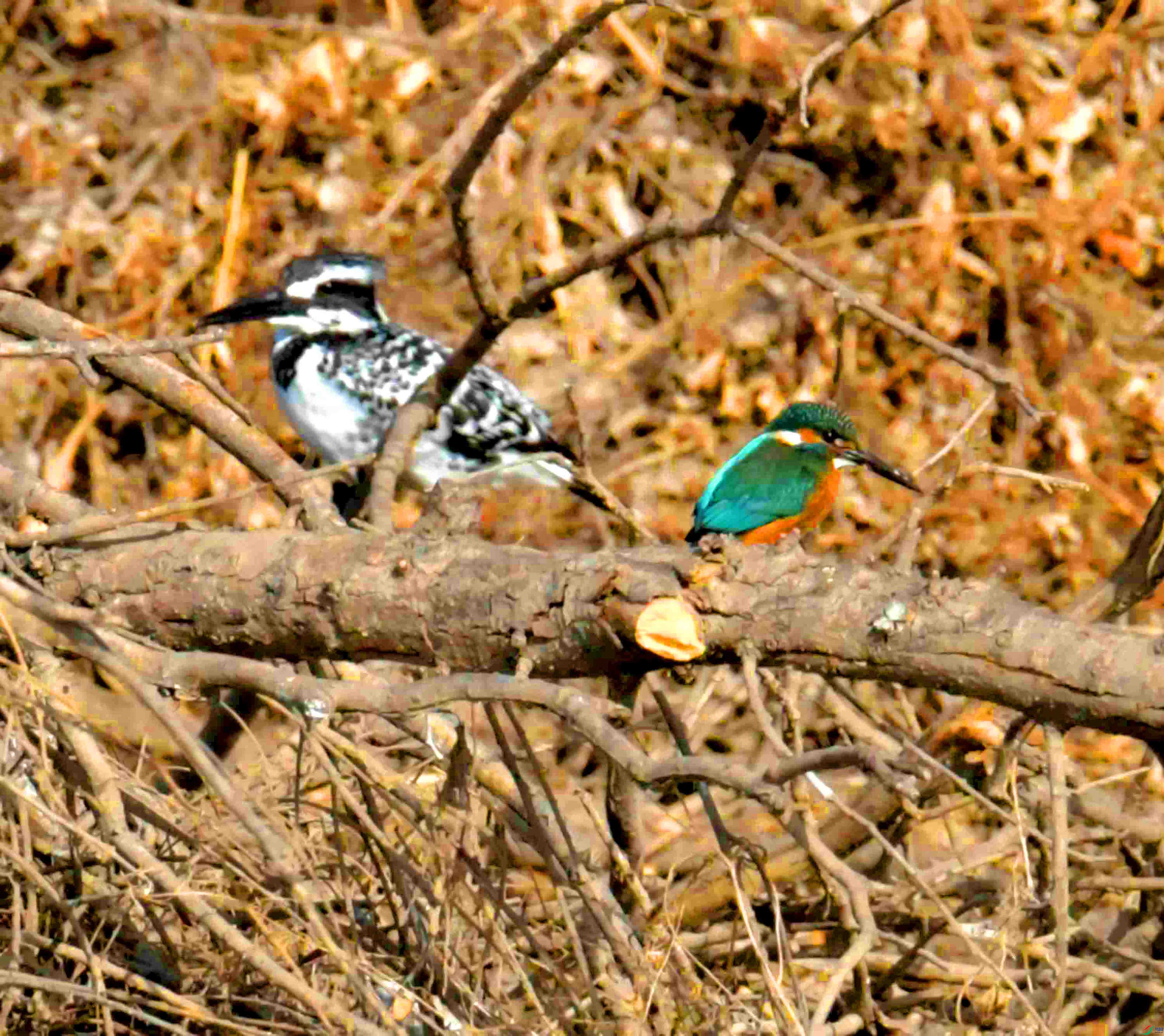 DSC_3995.JPG