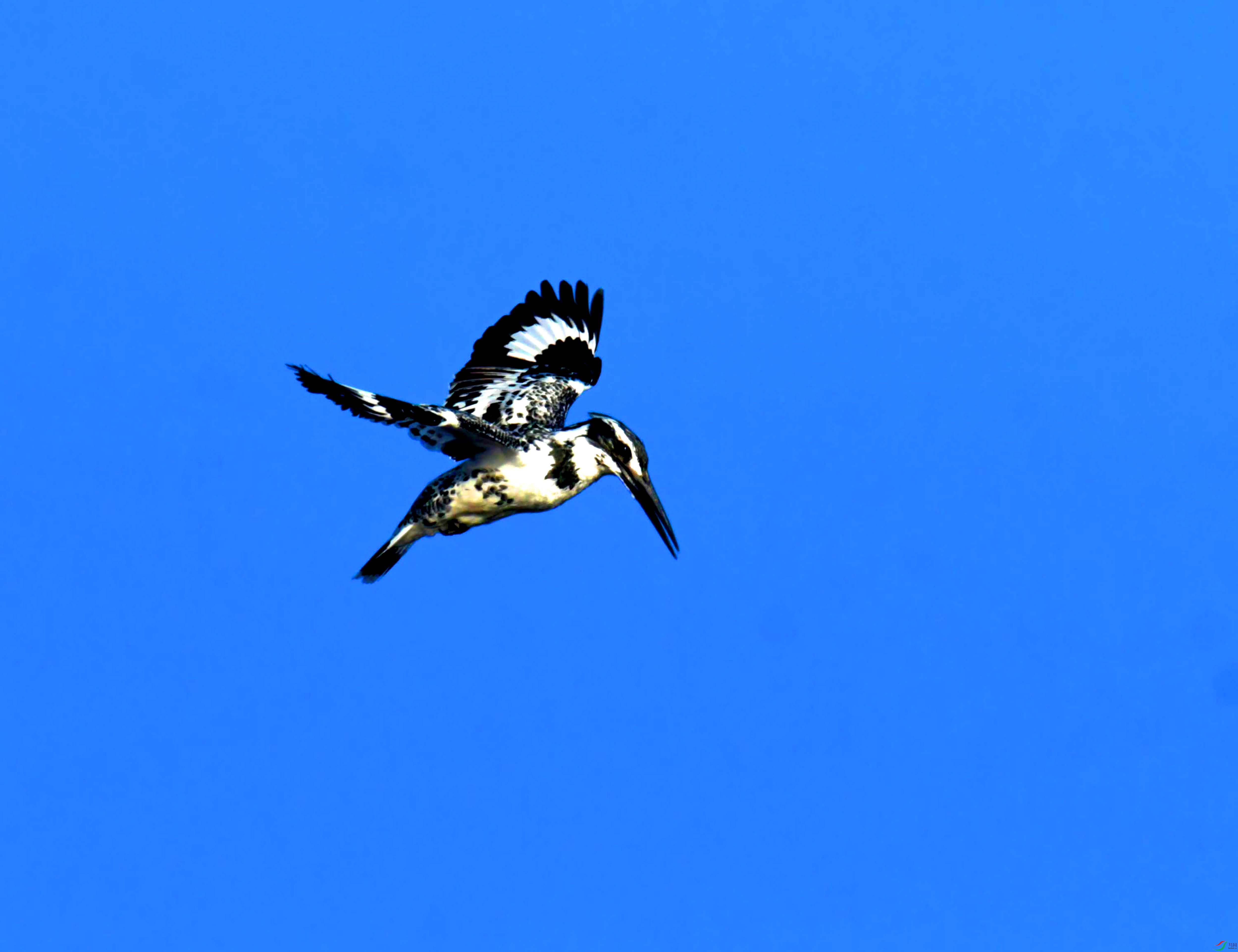 DSC_3999.JPG