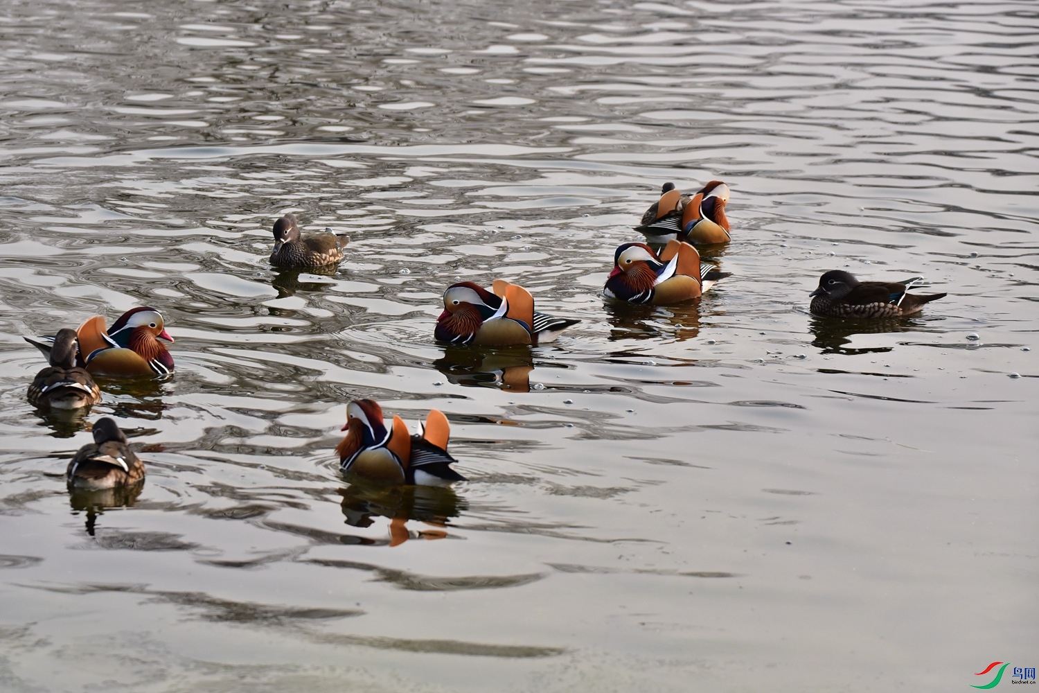 DSC_7206.JPG