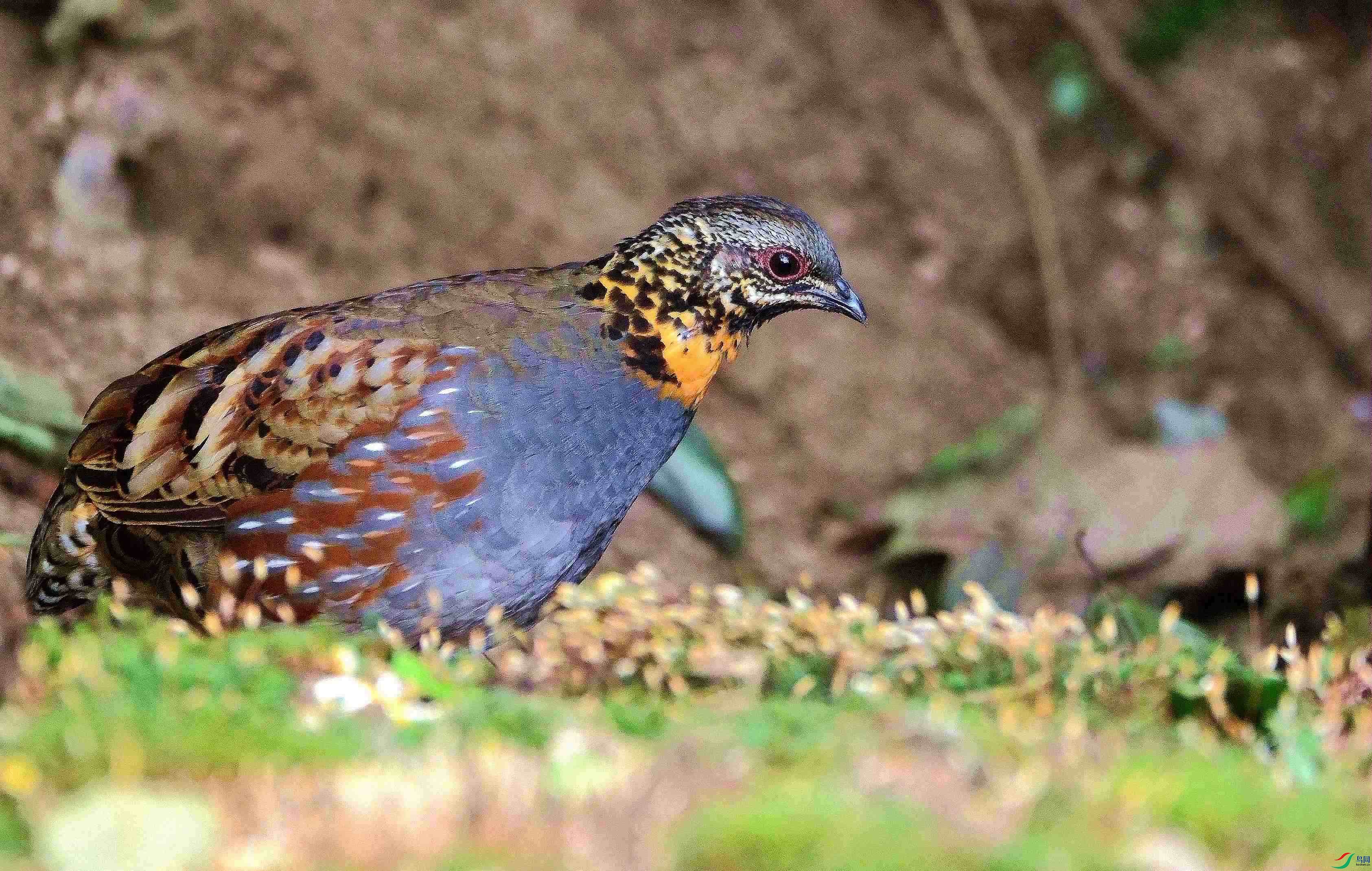 DSC_4205.JPG