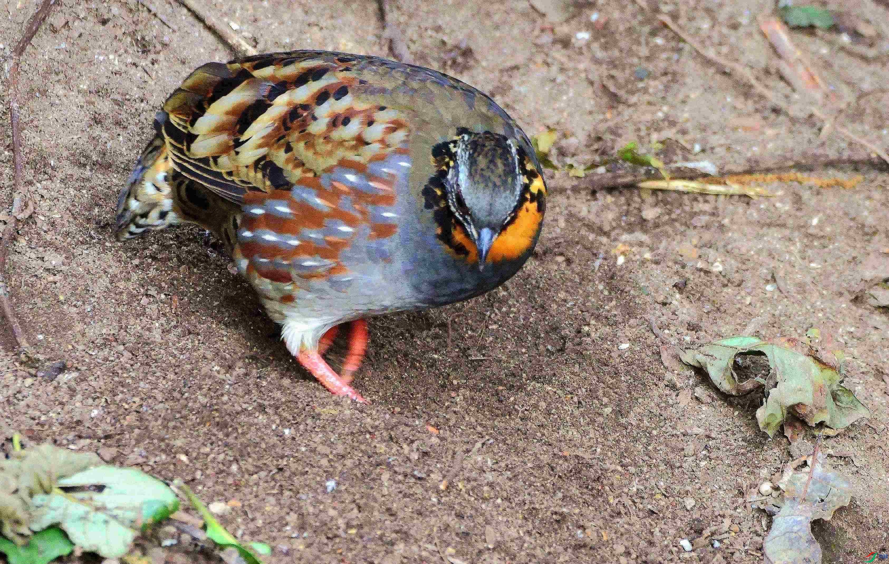 DSC_4173.JPG