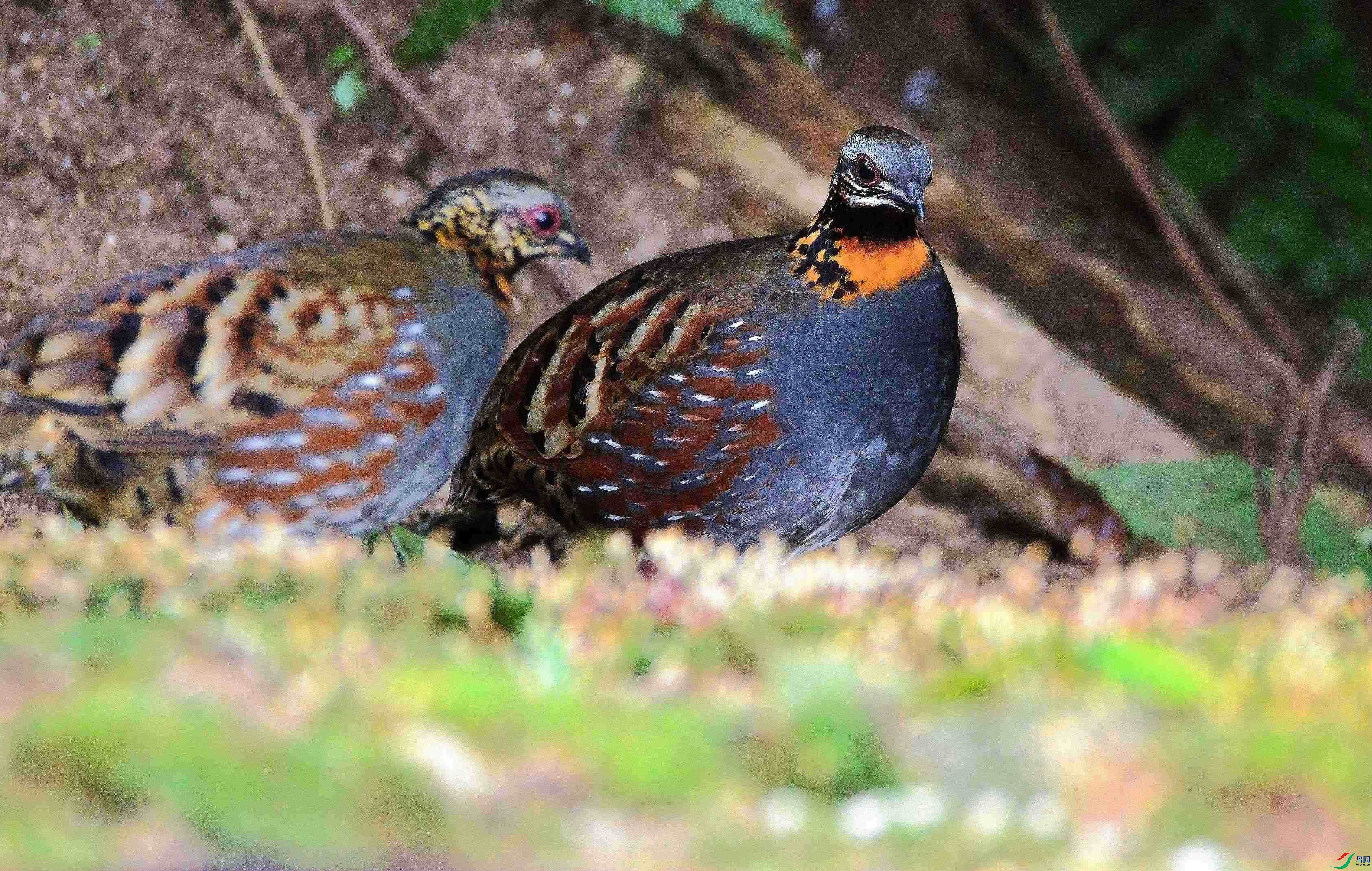 DSC_4209.JPG