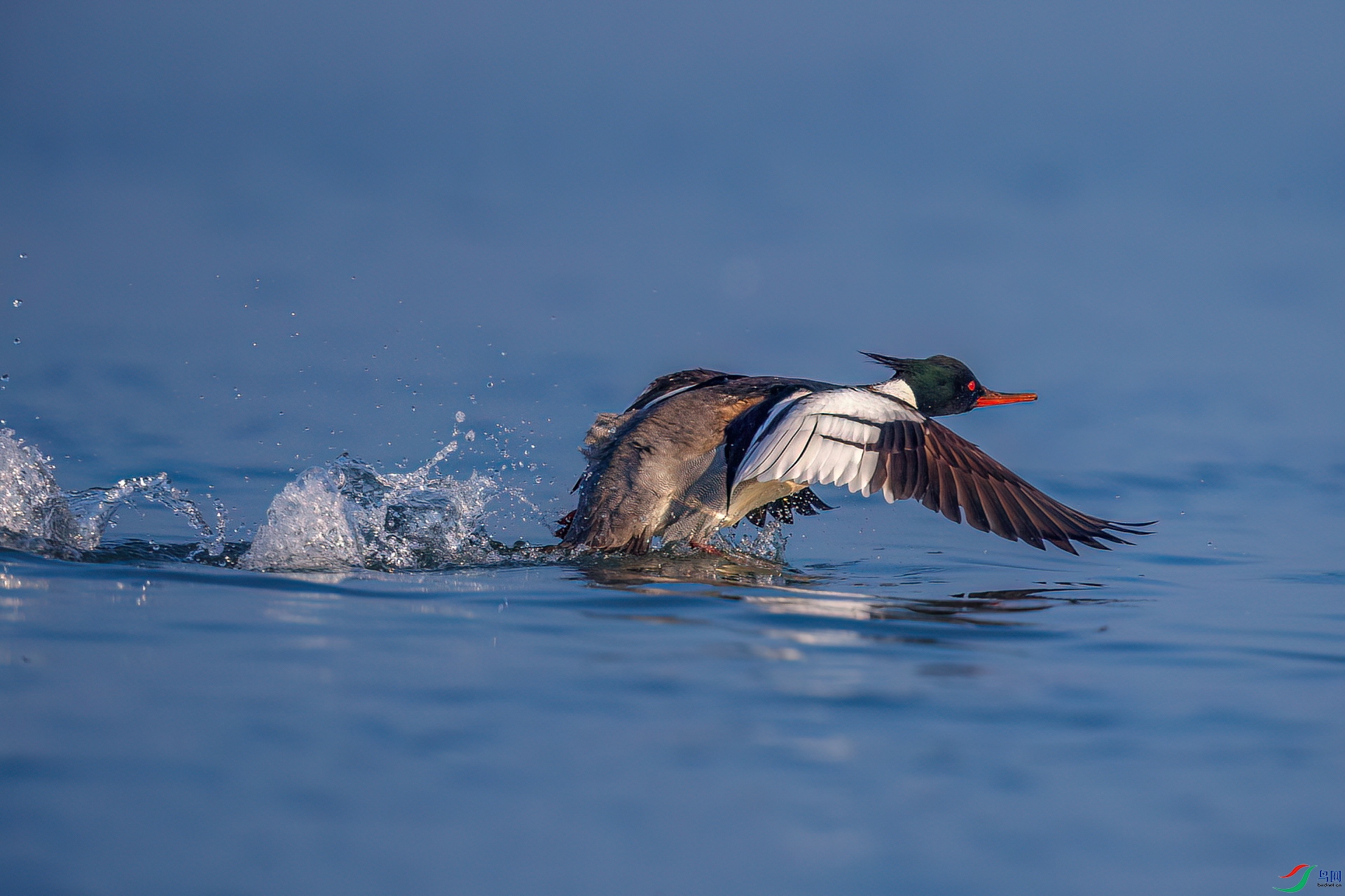 ������ʱ���������������è���������