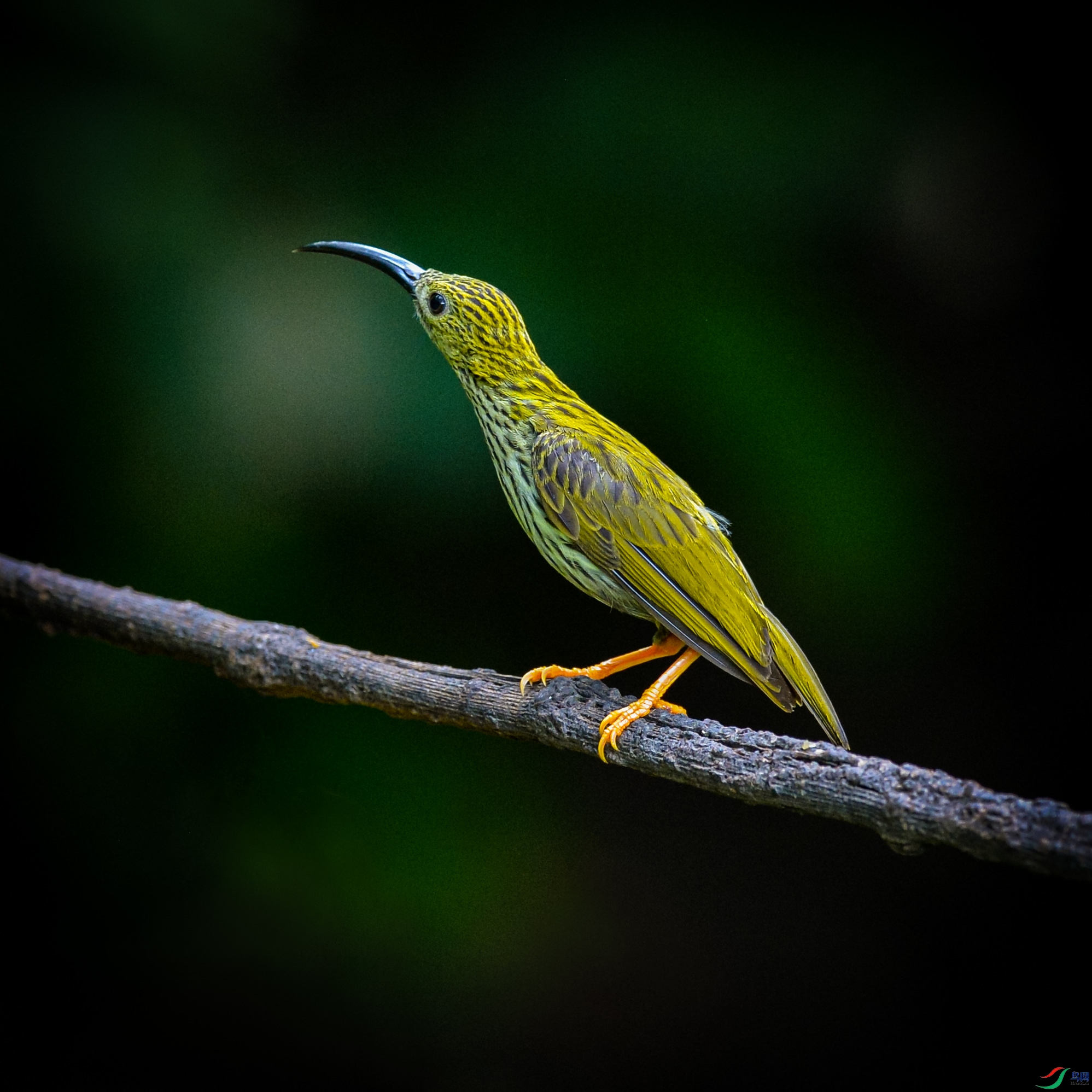 DSC_9252.jpg