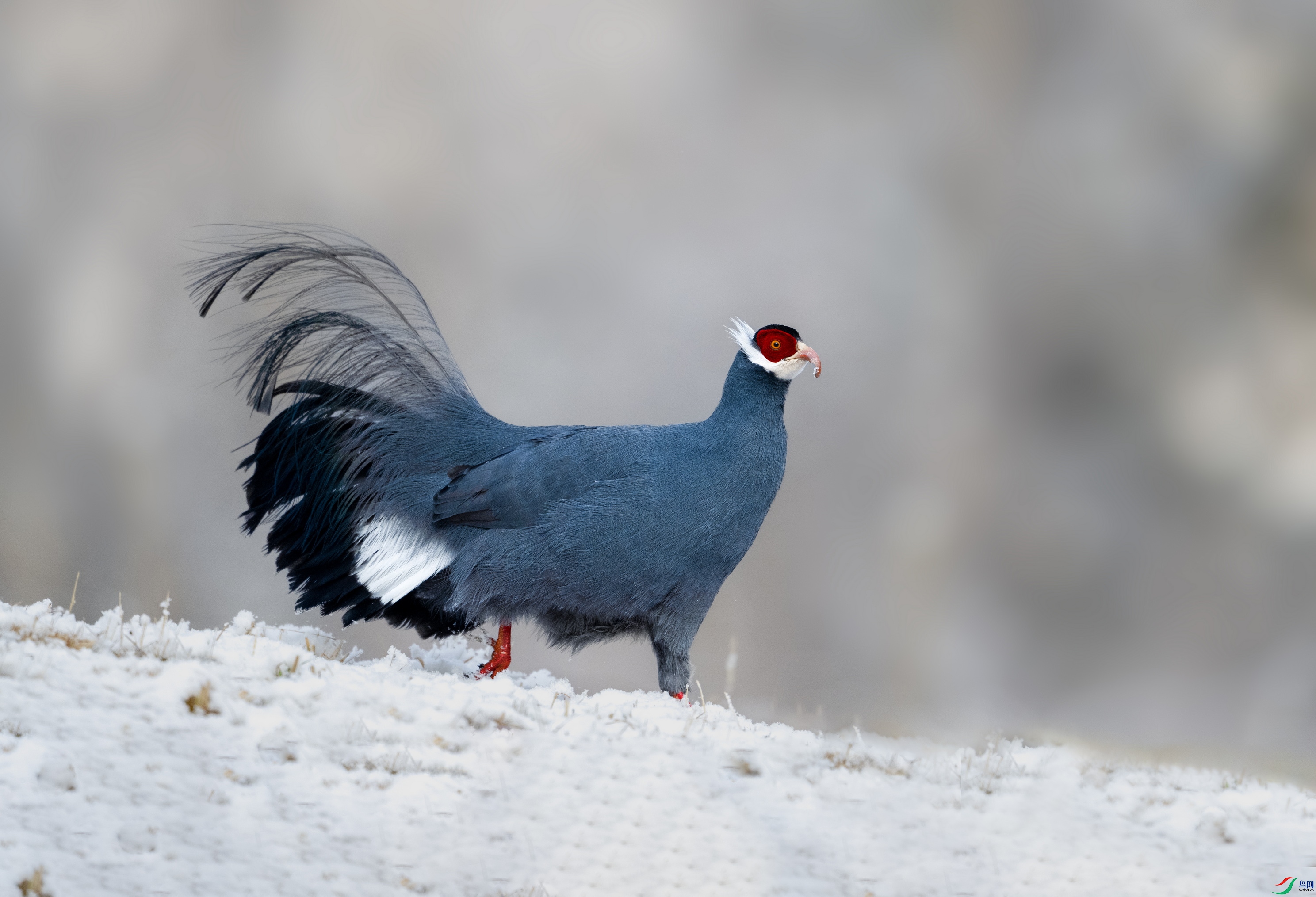 DSC_7553 ����40.jpg