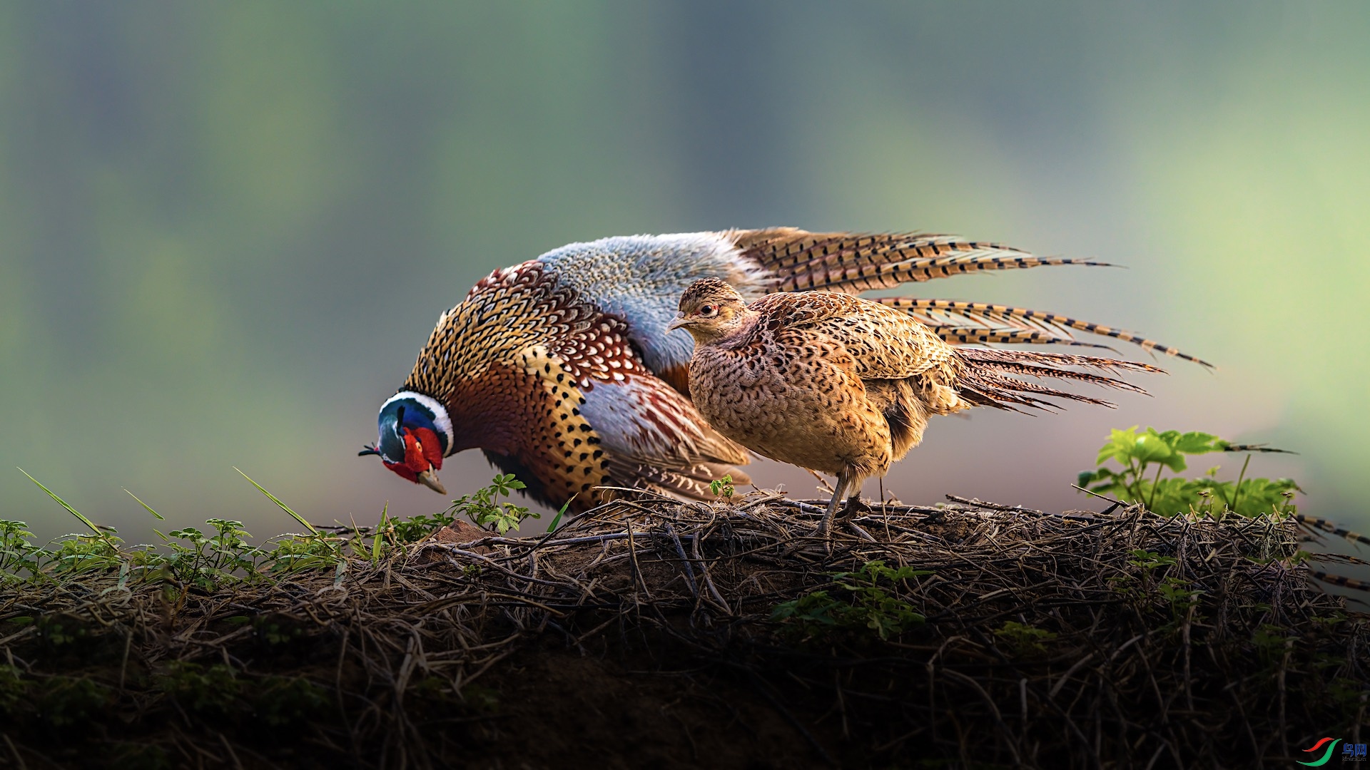 1_XXI5004-1 ����.jpeg