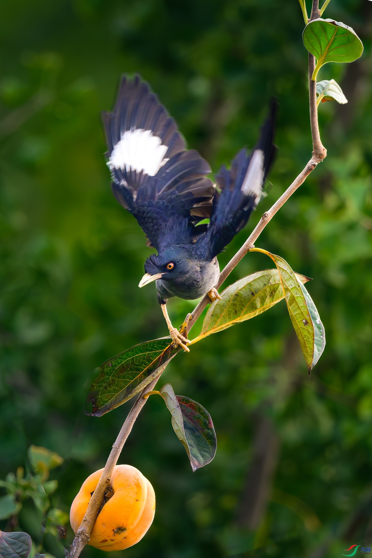 1_XXL9214-����ǿ-NR-1.jpg121-1 2.jpeg