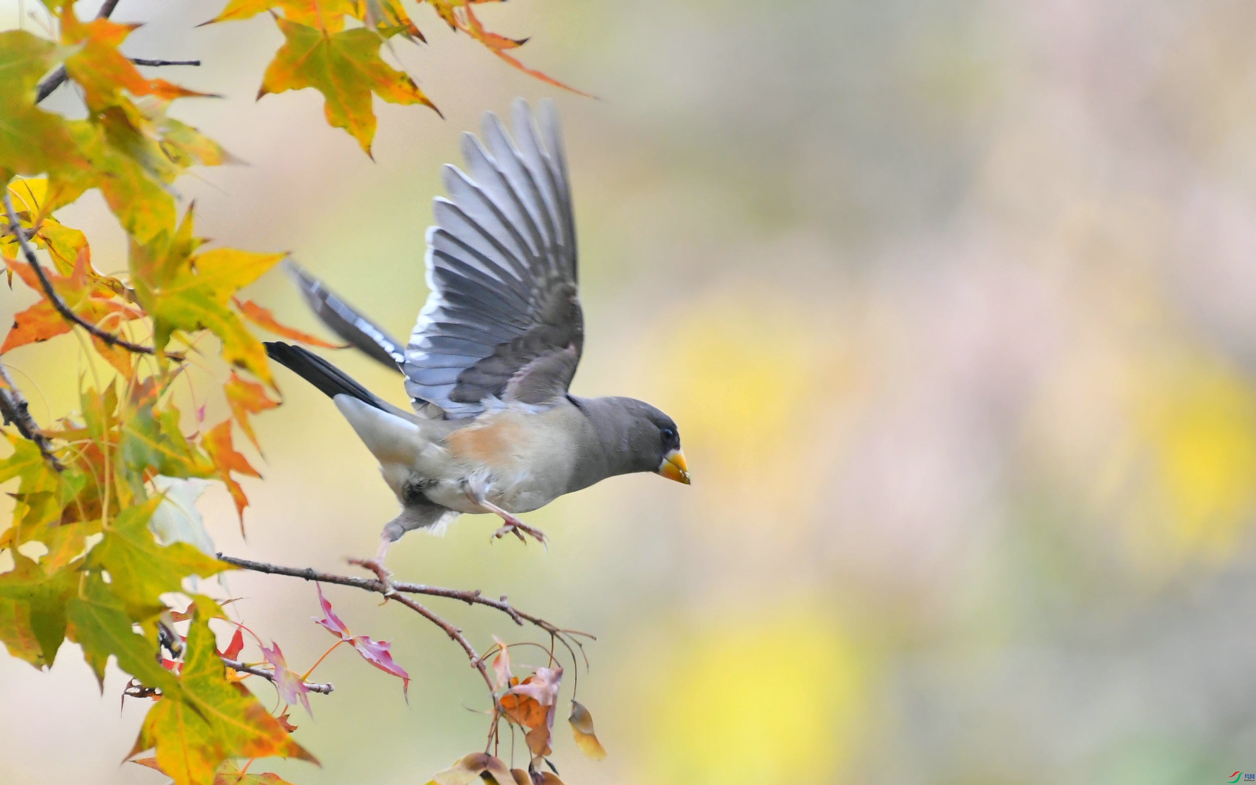 DSC_7985.JPG