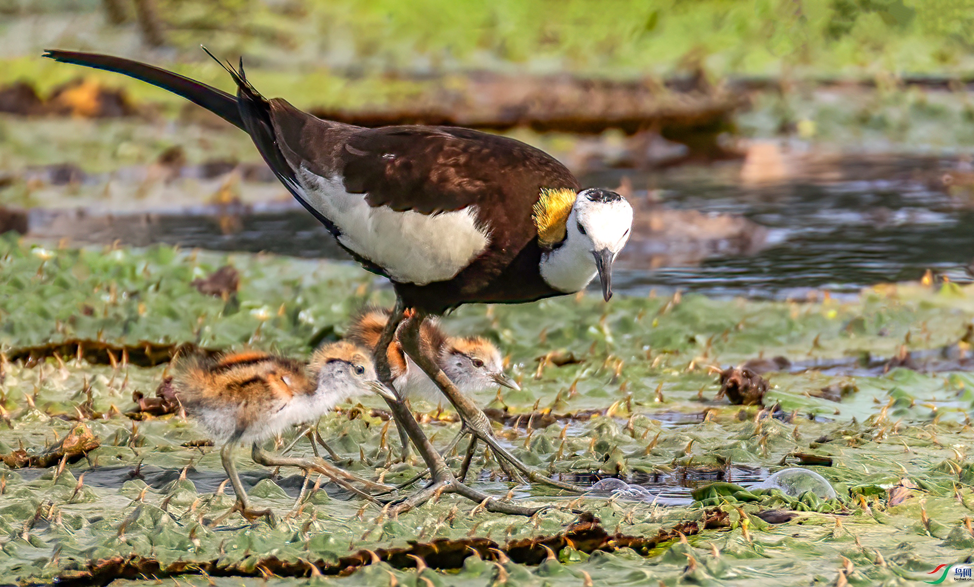 407A4651 ����-Sh---1 .jpg