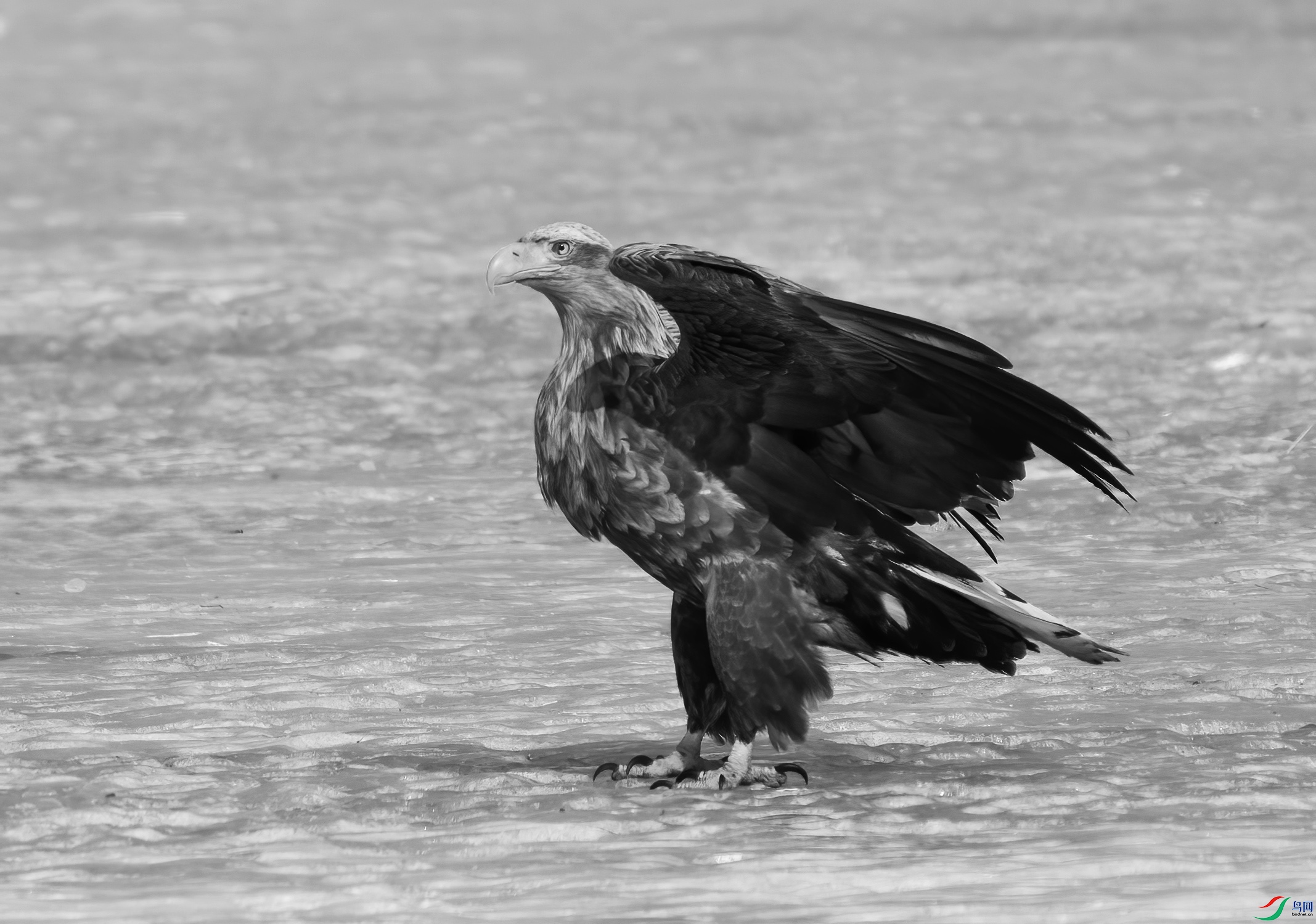 DSC00012 (2) ����.jpg