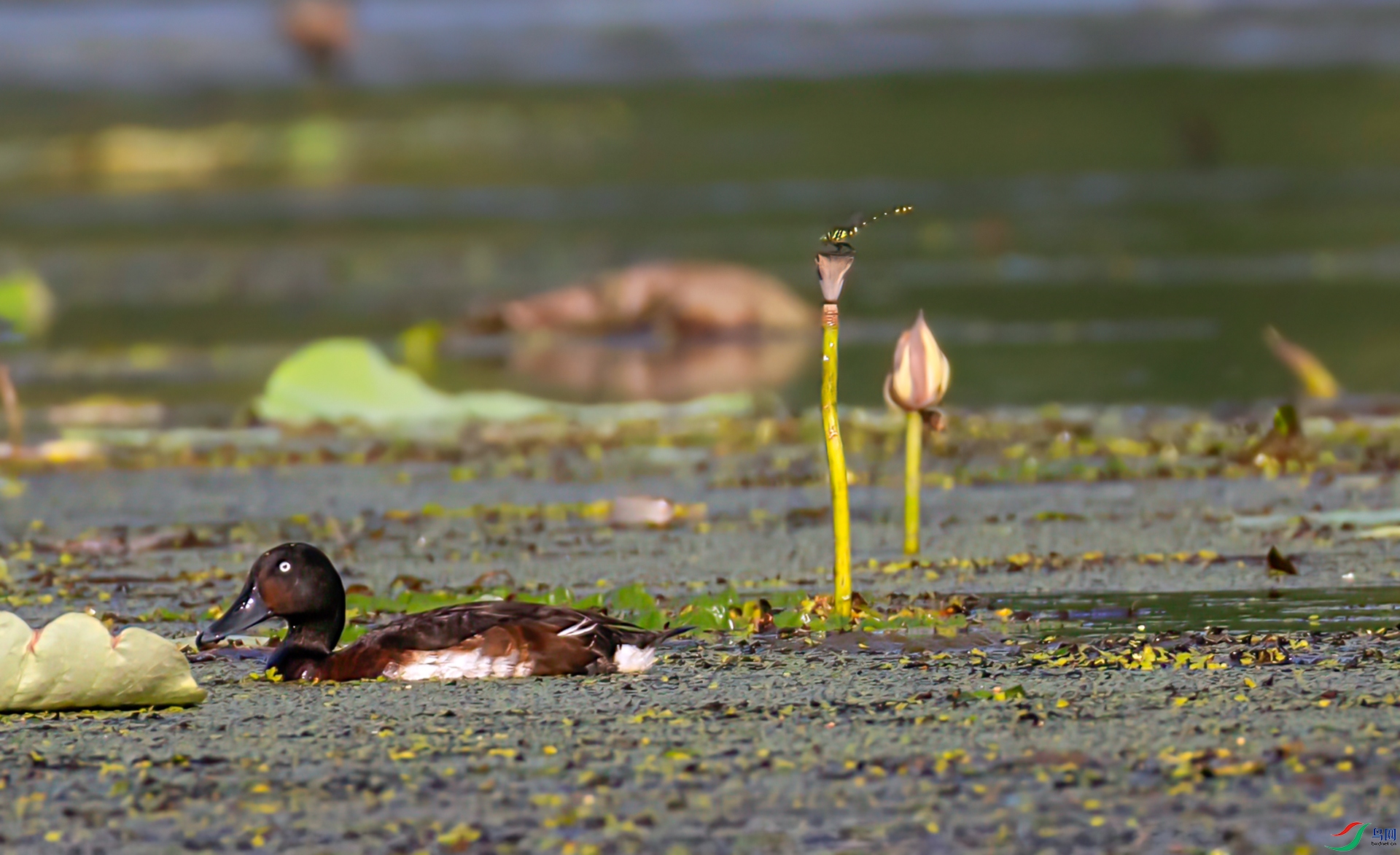 407A5347 ����-Sha----1 .jpg