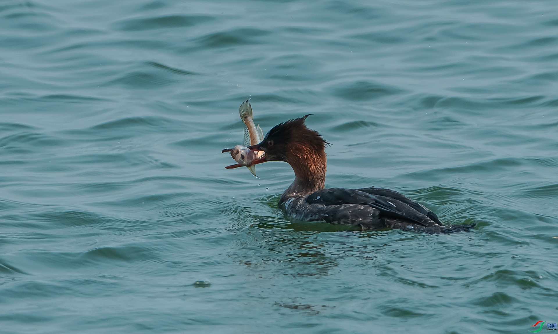DSC_2622-0.jpg
