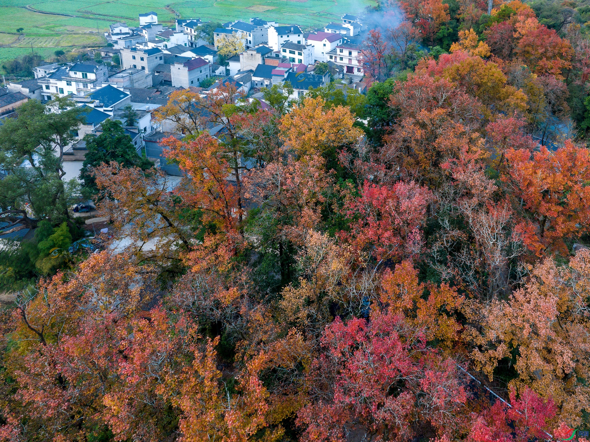 DJI_20231125062745_0013_Da11.jpg