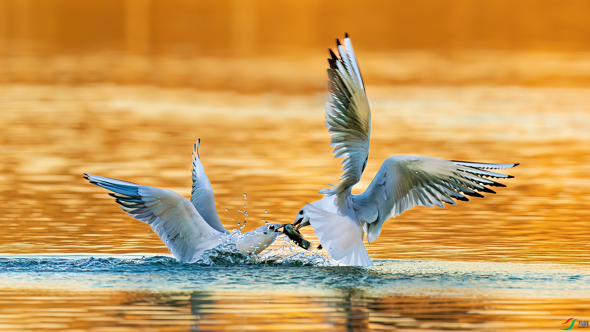 DSC07142-����ǿ-NR ����.jpg