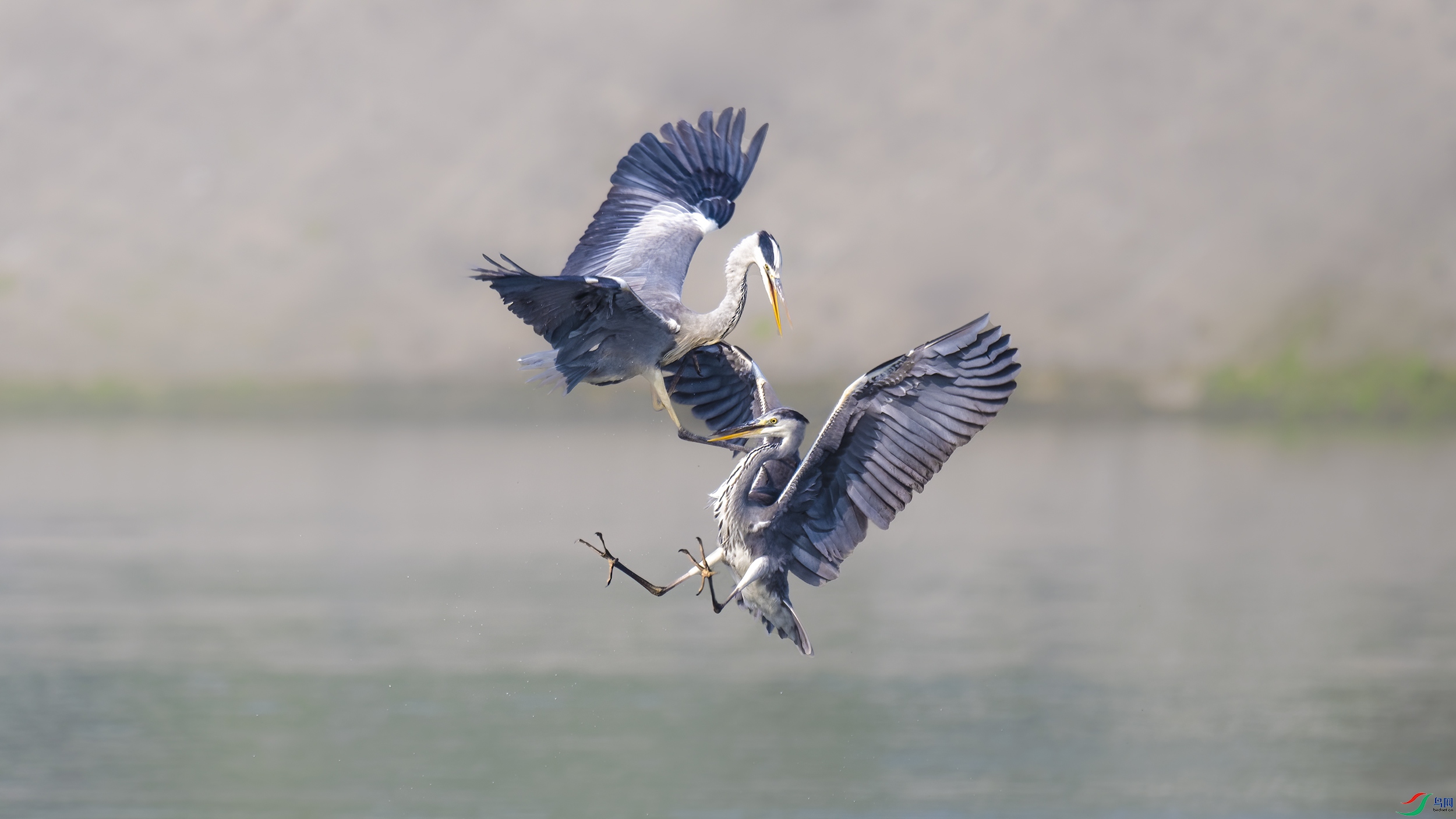 DSC_6338_DxO.jpg