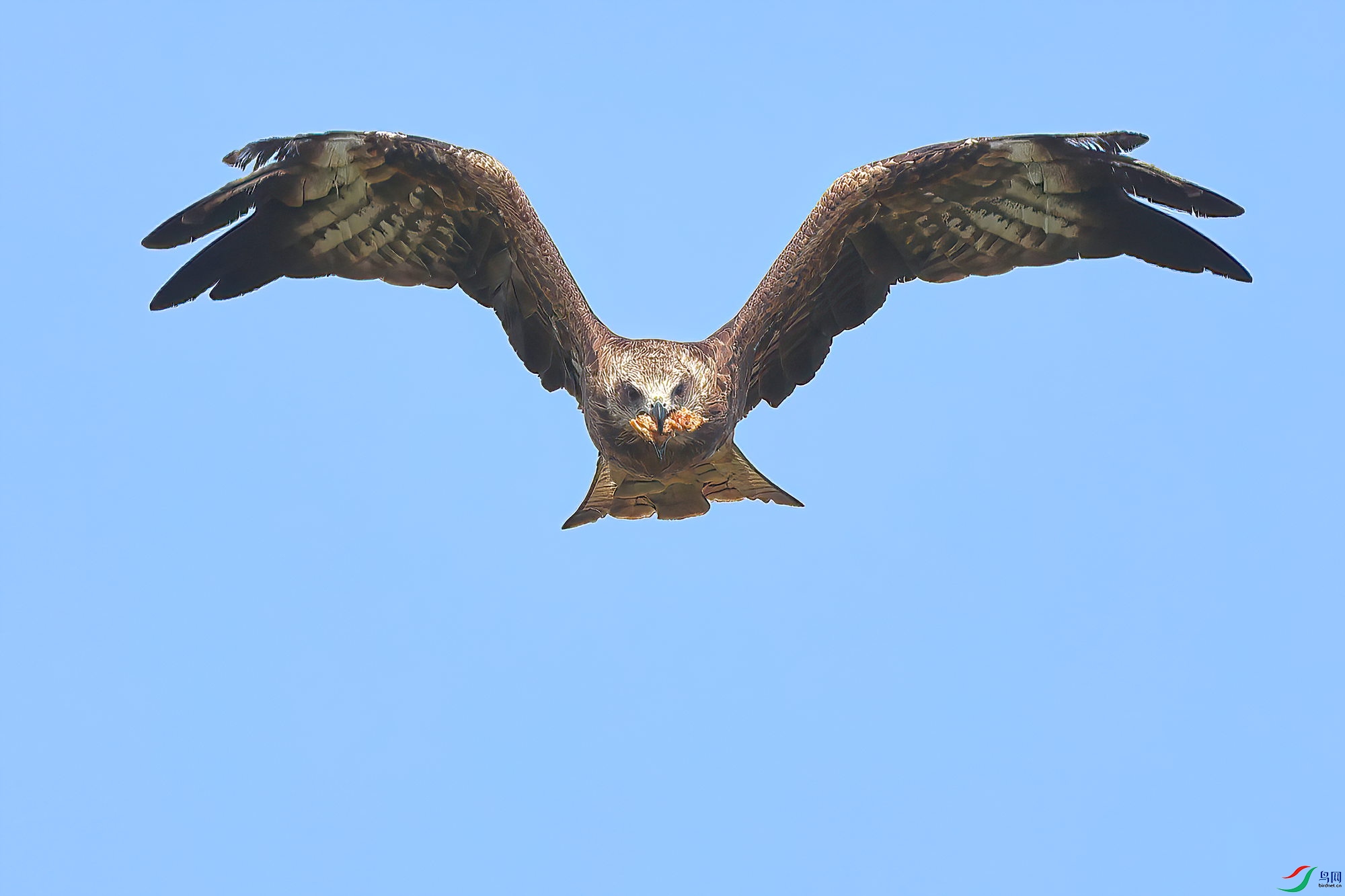 ��ʳ����