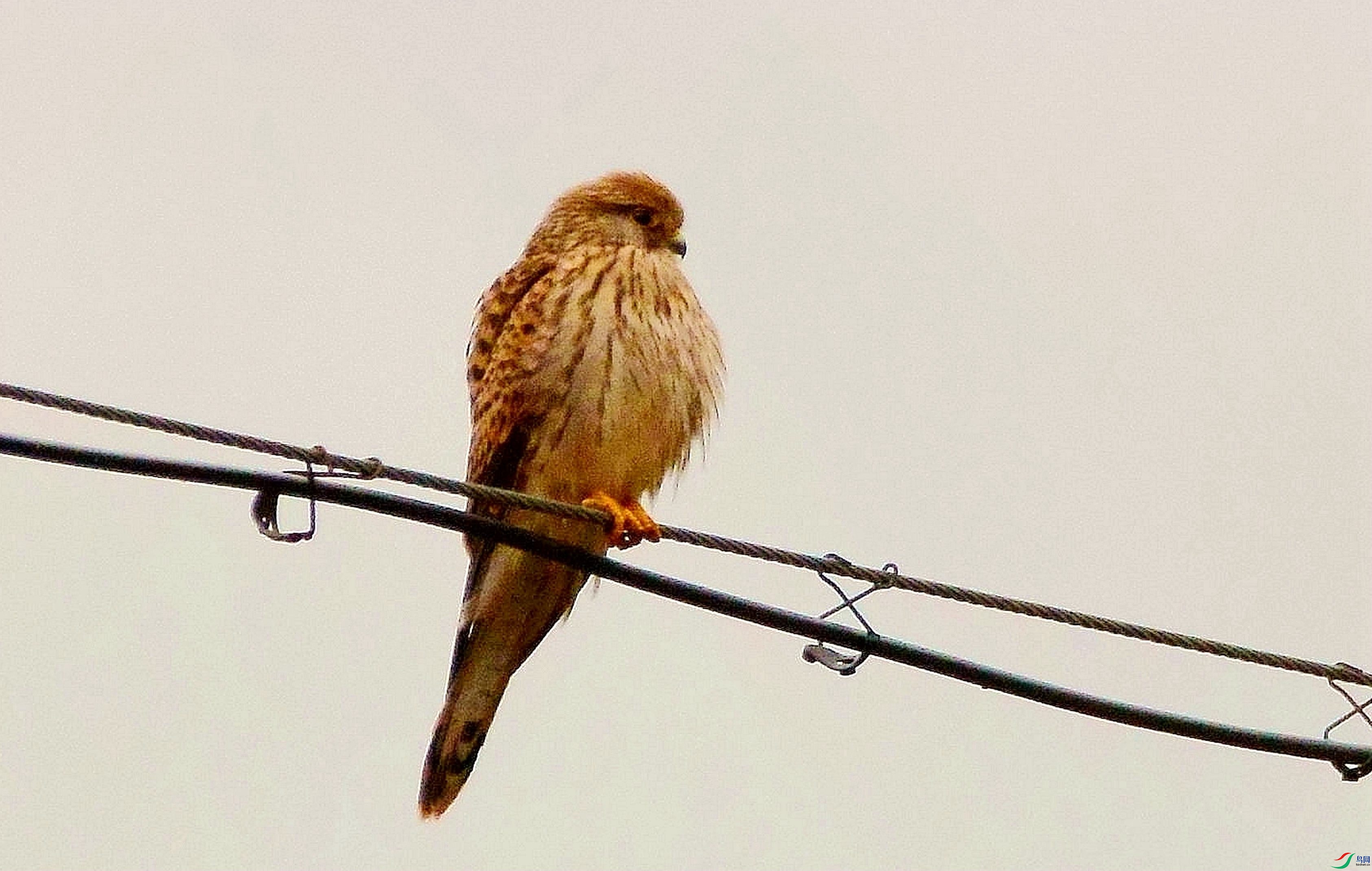 DSC_6537.JPG