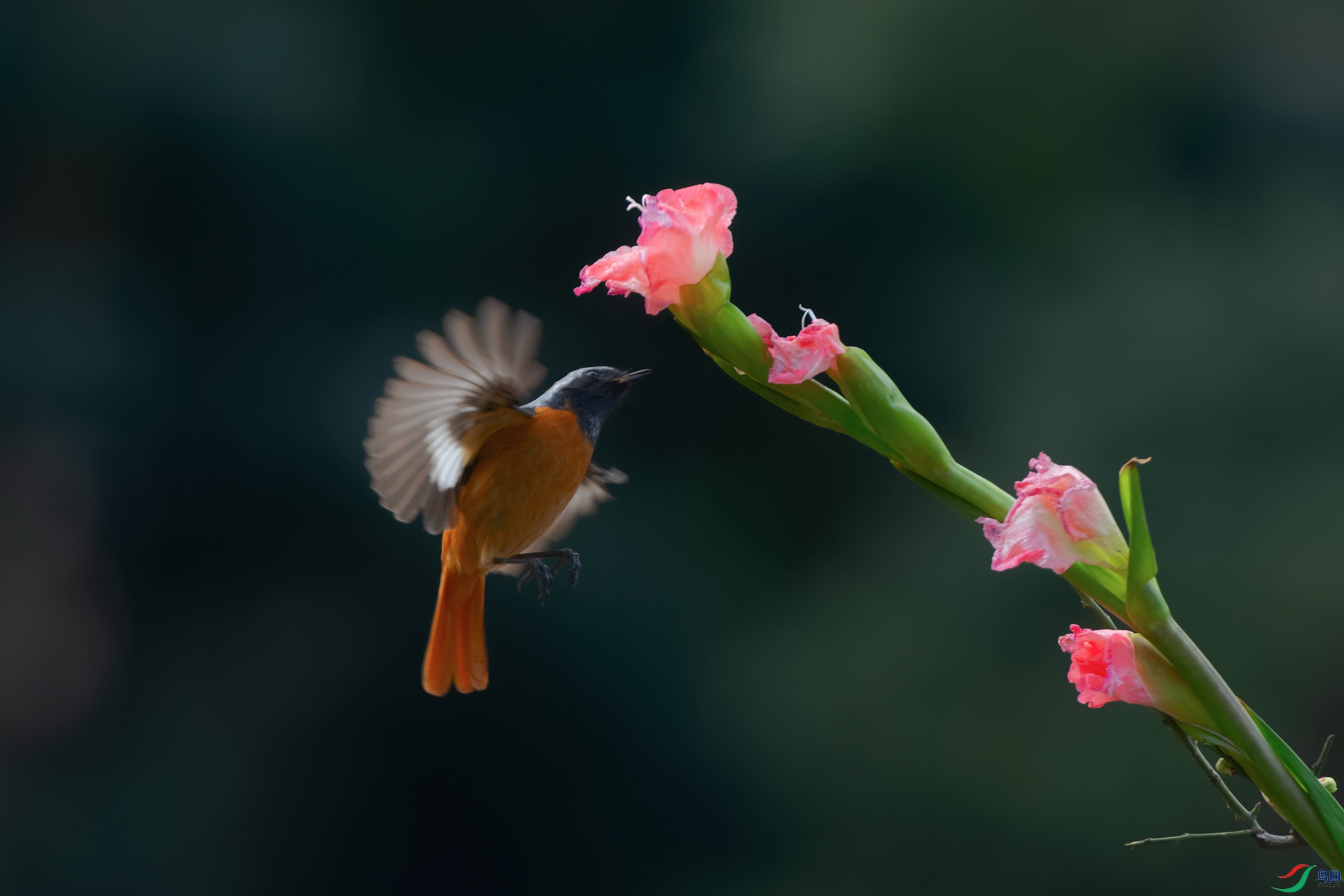 DSC_0249_DxOa.jpg
