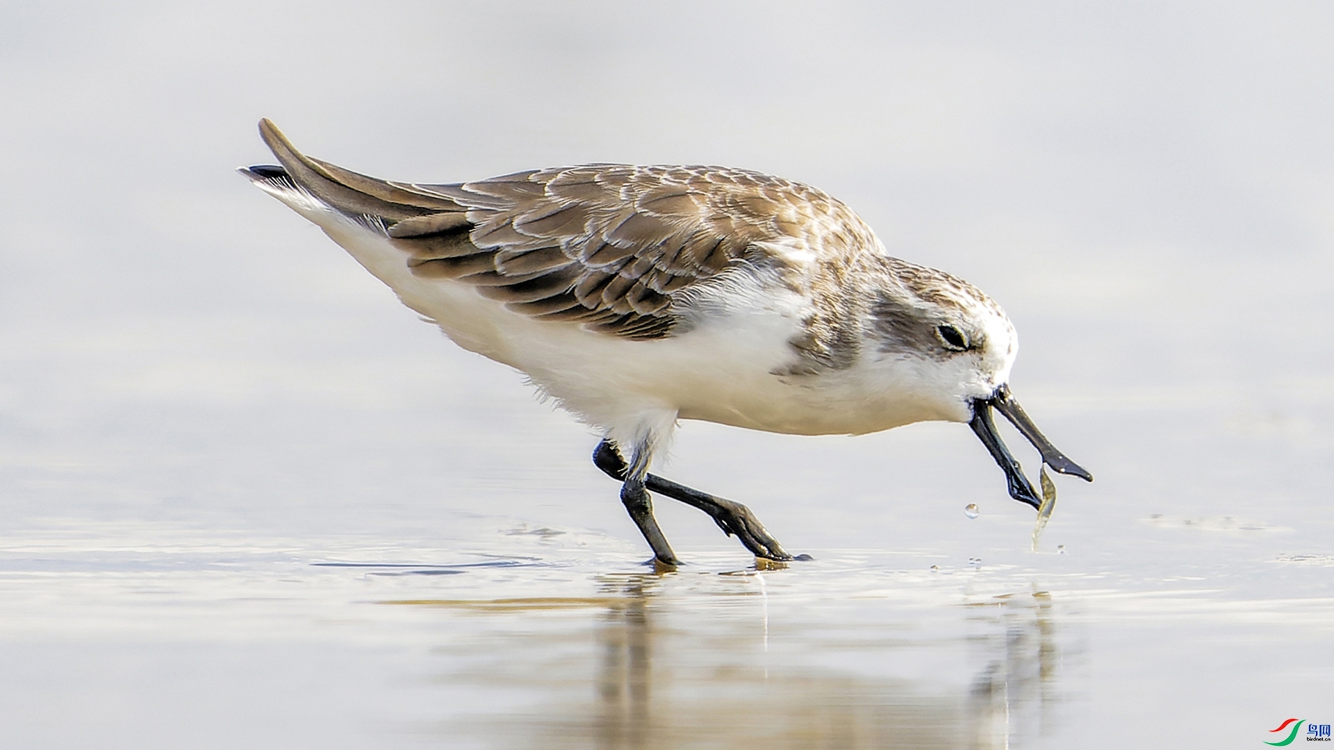 10.21����627��ʦ��Ʒ   ��ʳ  ��ף���ٻ����Ѿ�����.jpg