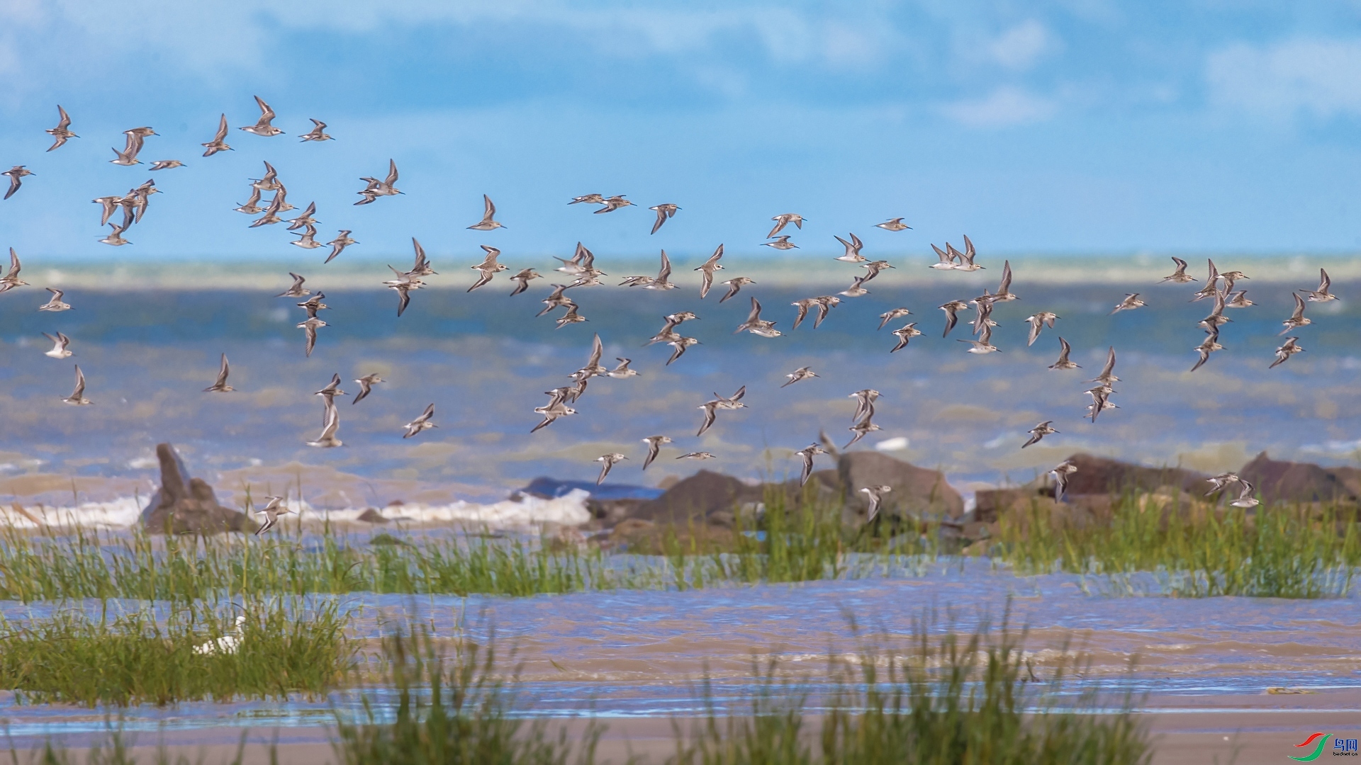 11.4�ƽ�Ҷ��ʦ��Ʒ   һ����������ף���ٻ����Ѿ�����.jpg