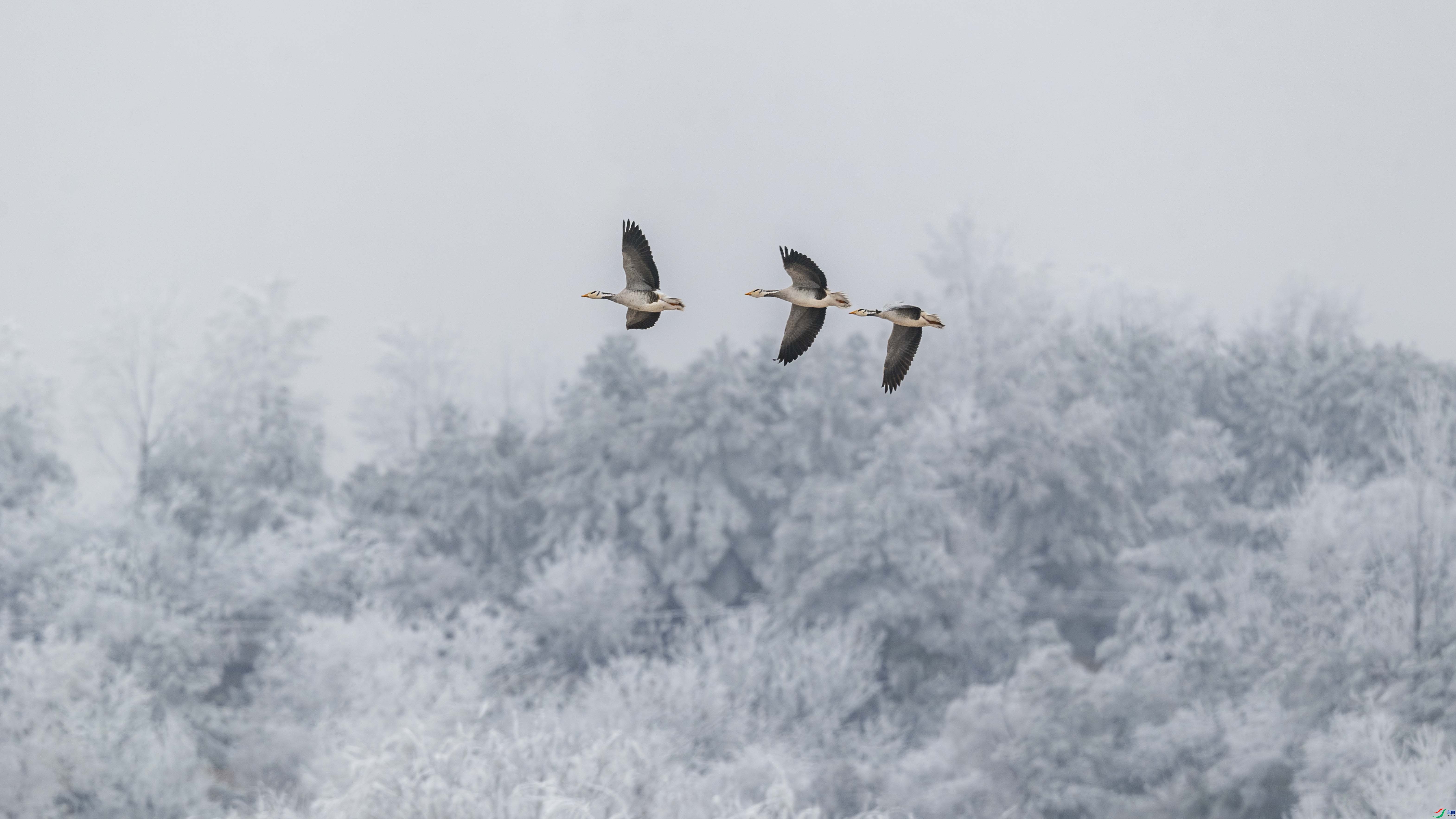 11.5���ֹ���ing��ʦ��Ʒ   ��߷ɣ�ף���ٻ��Ա������.jpg