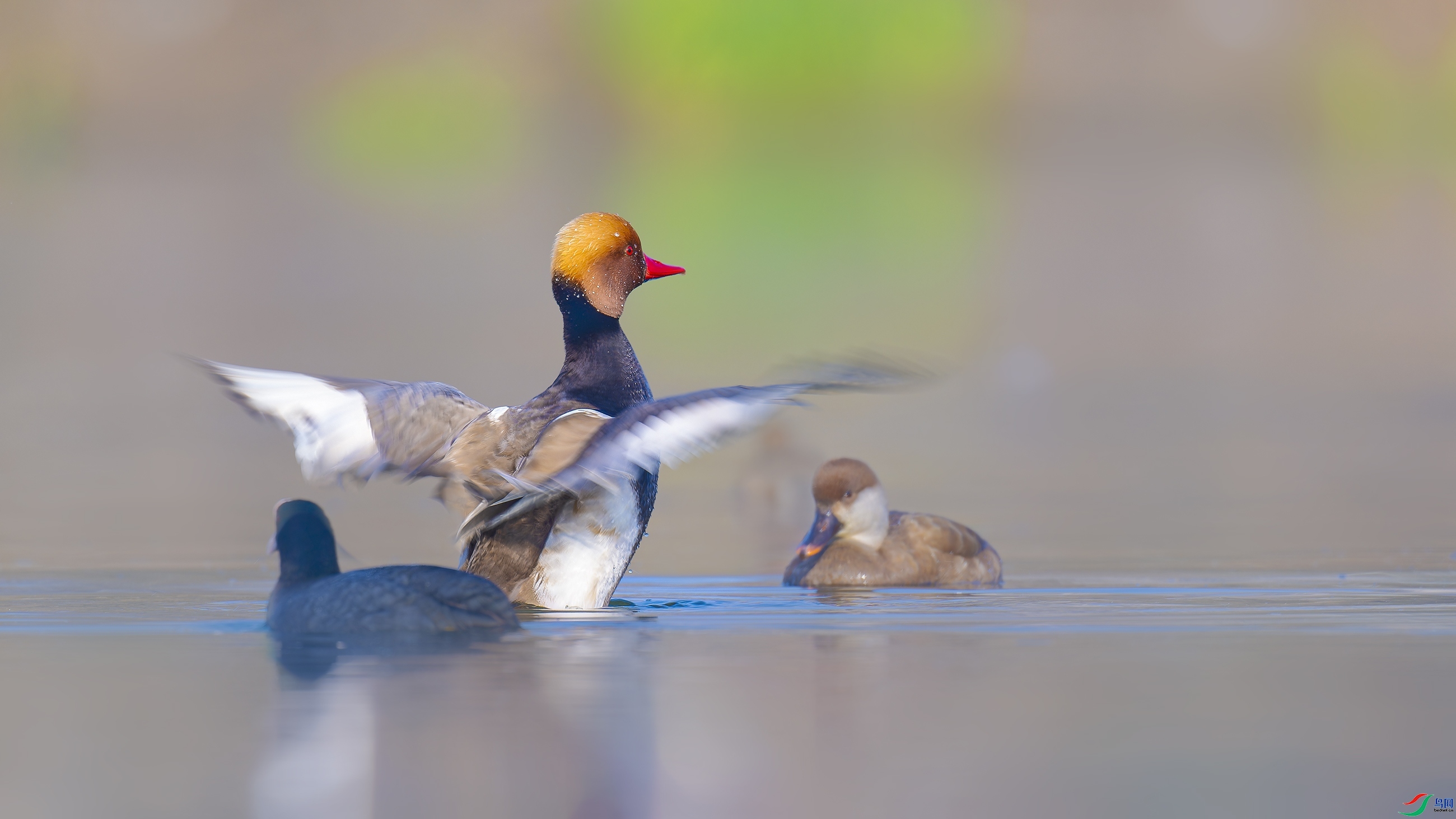 11.6ľ��ˮ����ʦ��Ʒ   ����ǱѼ��ף���ٻ���Ӱʦ������.jpg