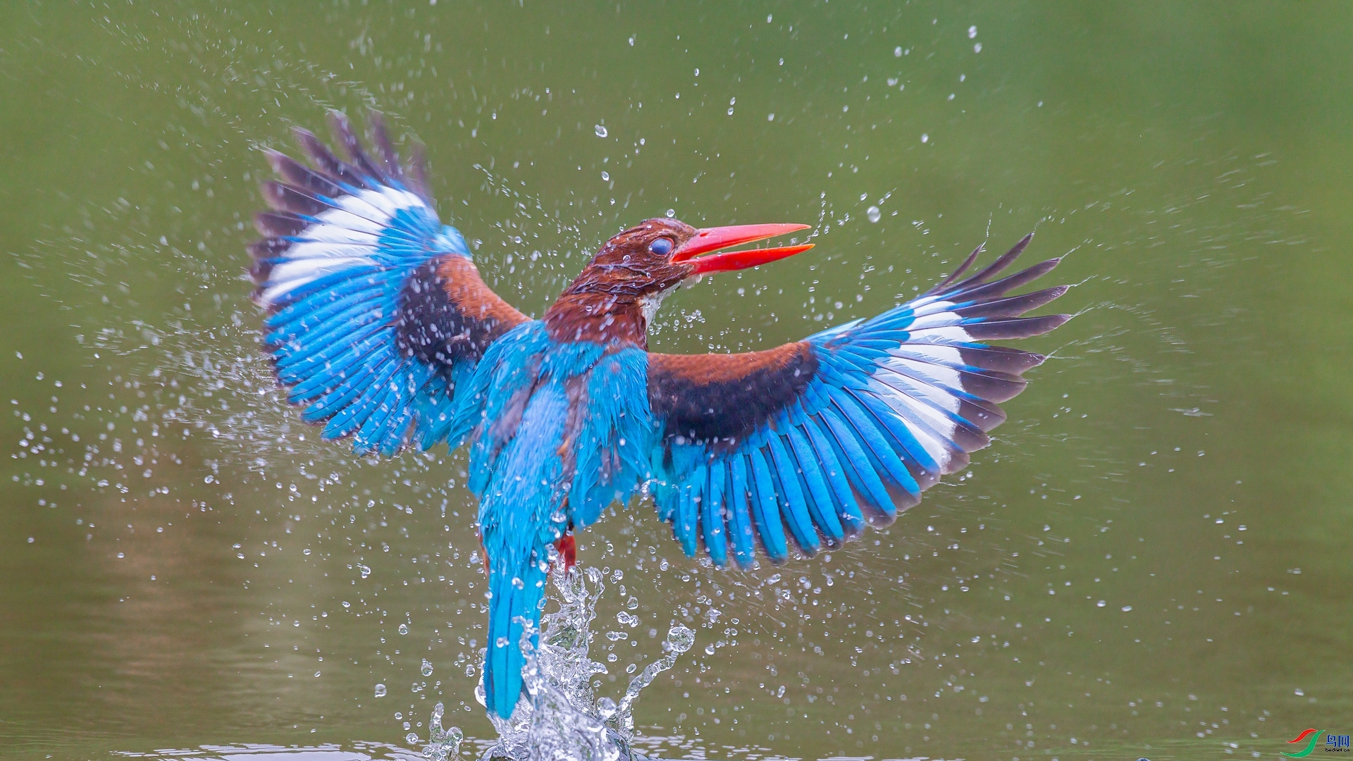 11.11�ƽ�Ҷ��ʦ��Ʒ   ������䡪������һЦ ��ף���ٻ����Ѿ�����.jpg