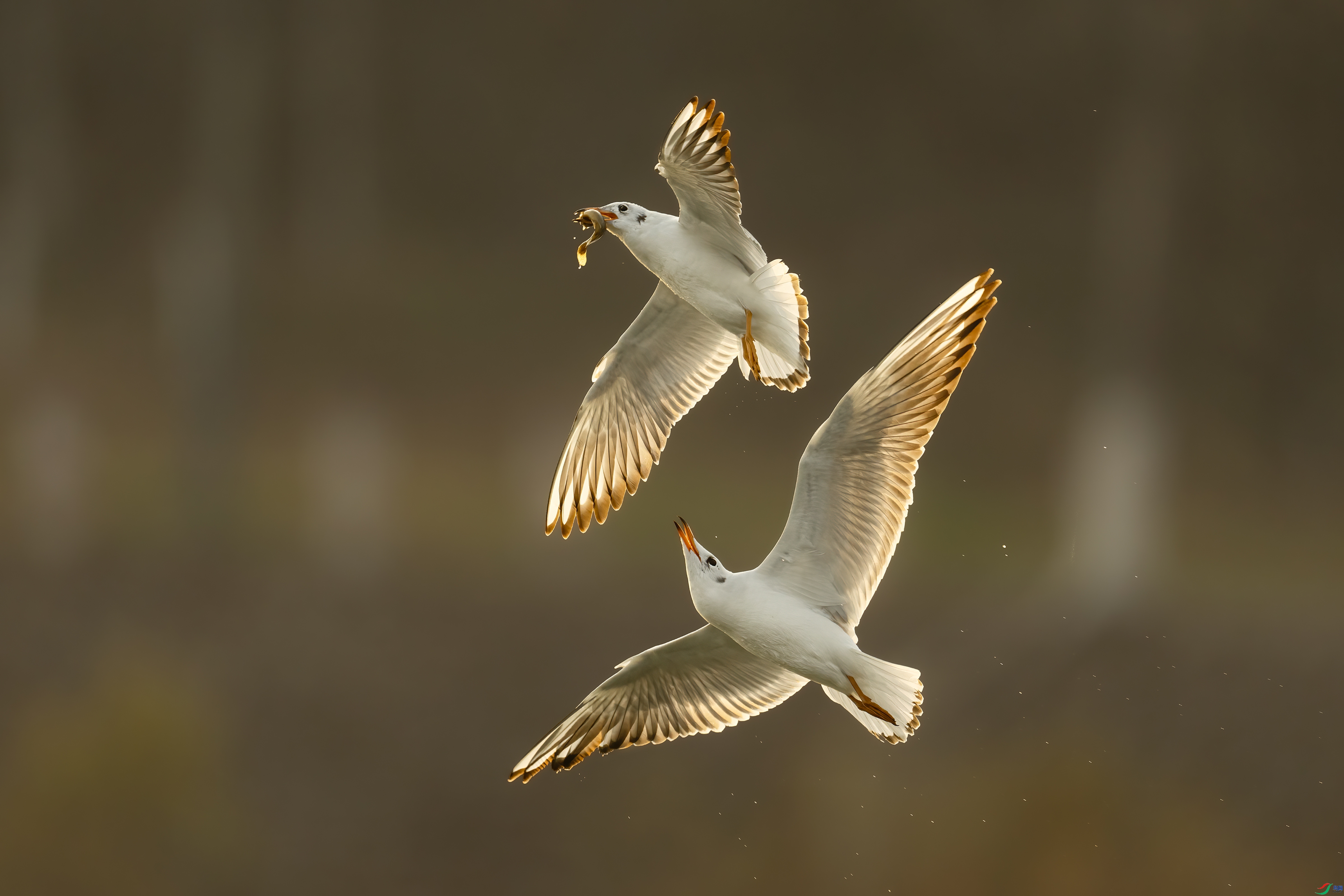 11.12����·��ʦ��Ʒ   ���� ��ף���ٻ����������.jpg