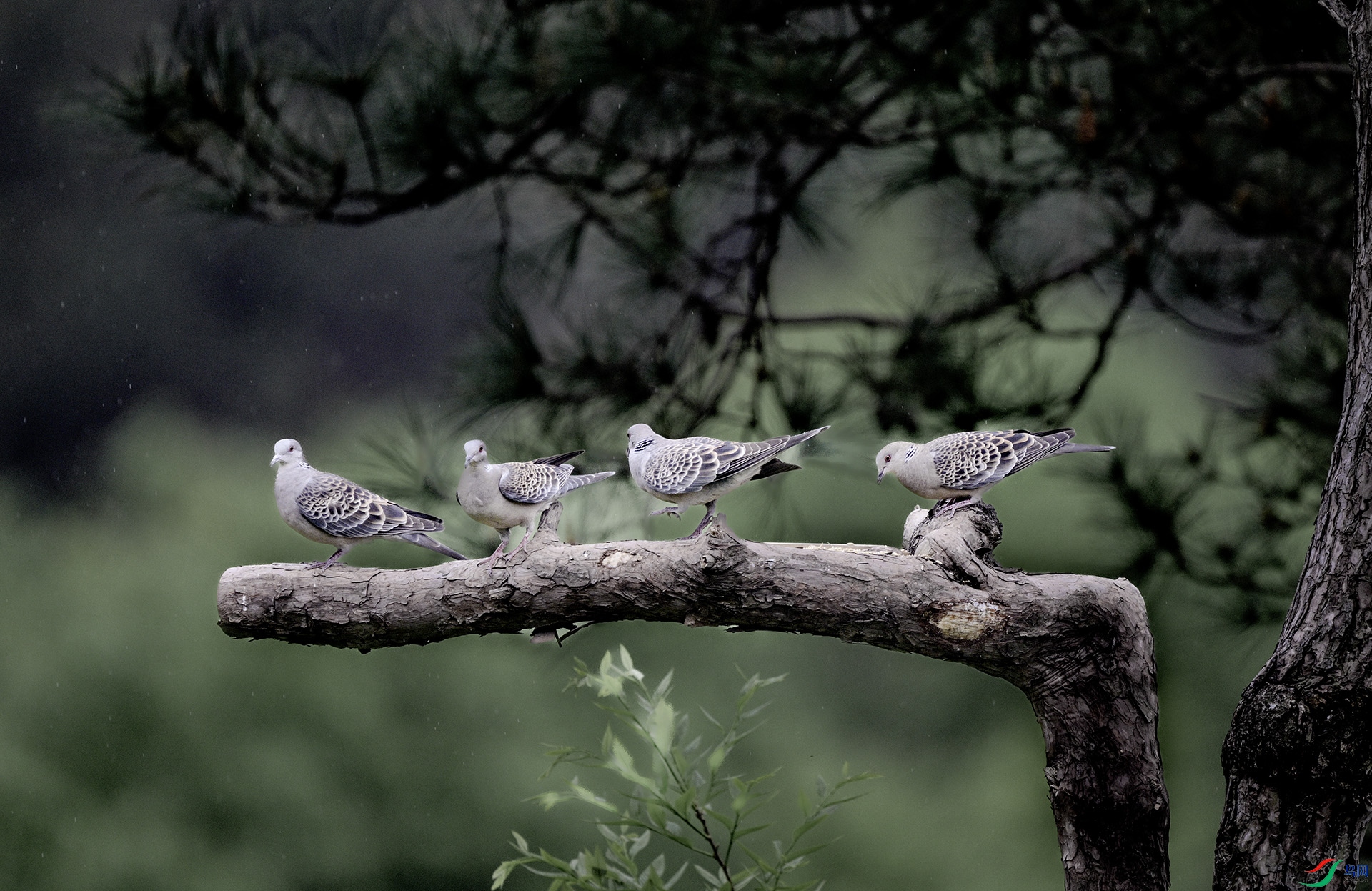 ��ֻ���Ķ��뾲